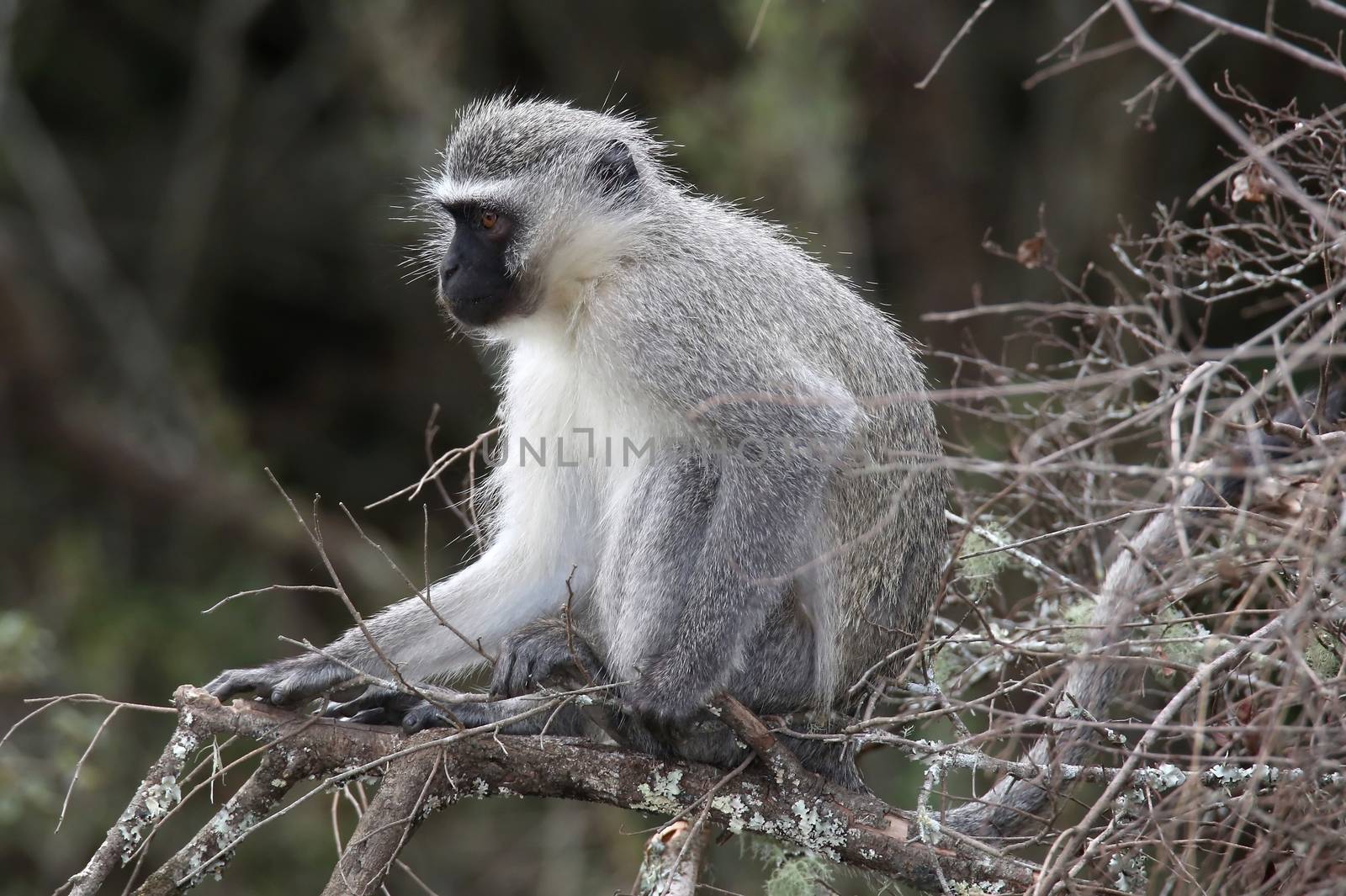 Cute vervet monkey with a black face sitting in a tree