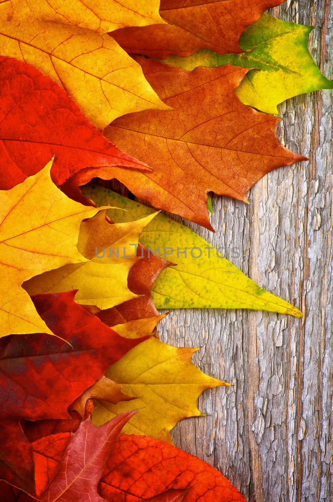 Heap of Variegated Autumn Leafs In a Row isolated on Rustic Wooden background