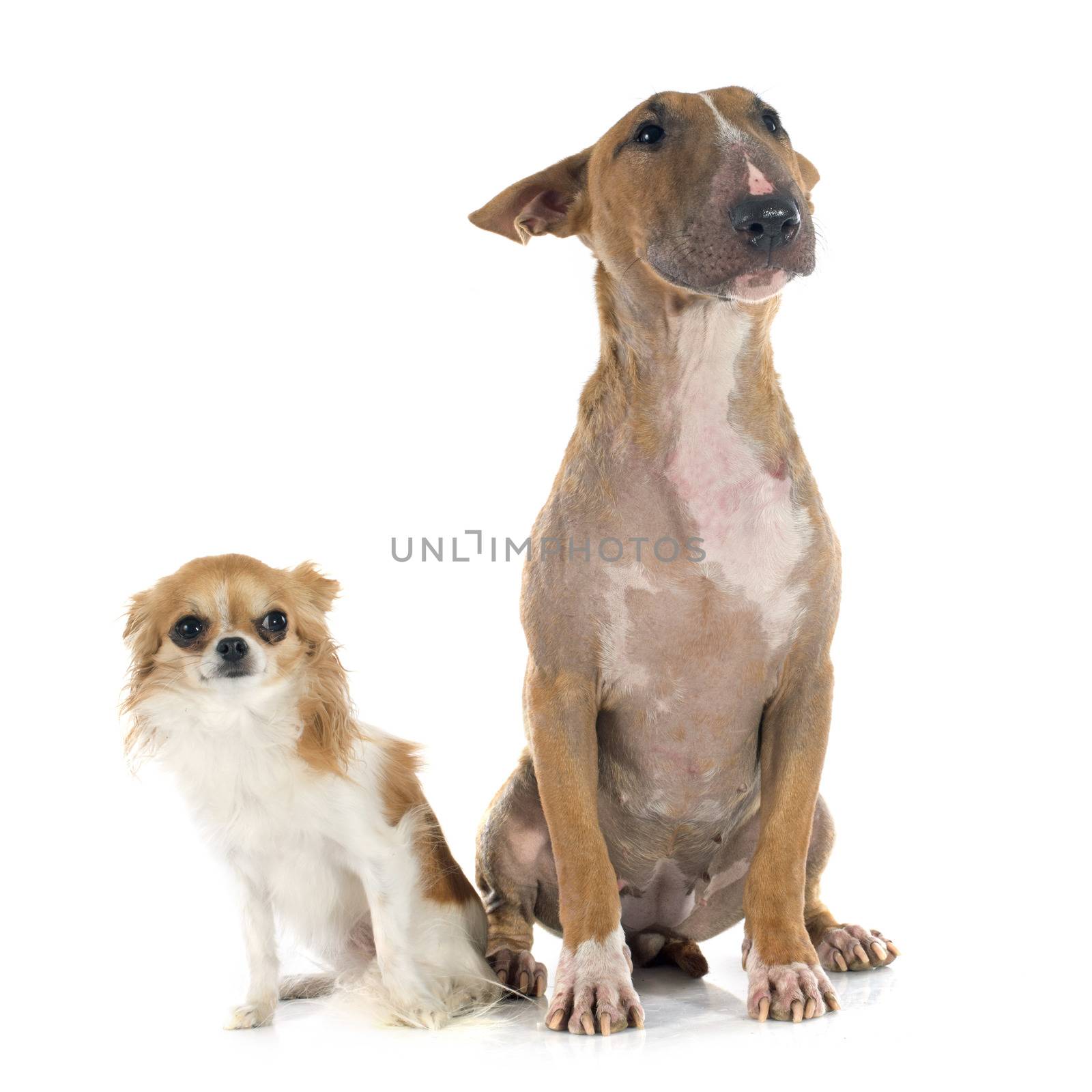 bull terrier and chihuahua in front of white background