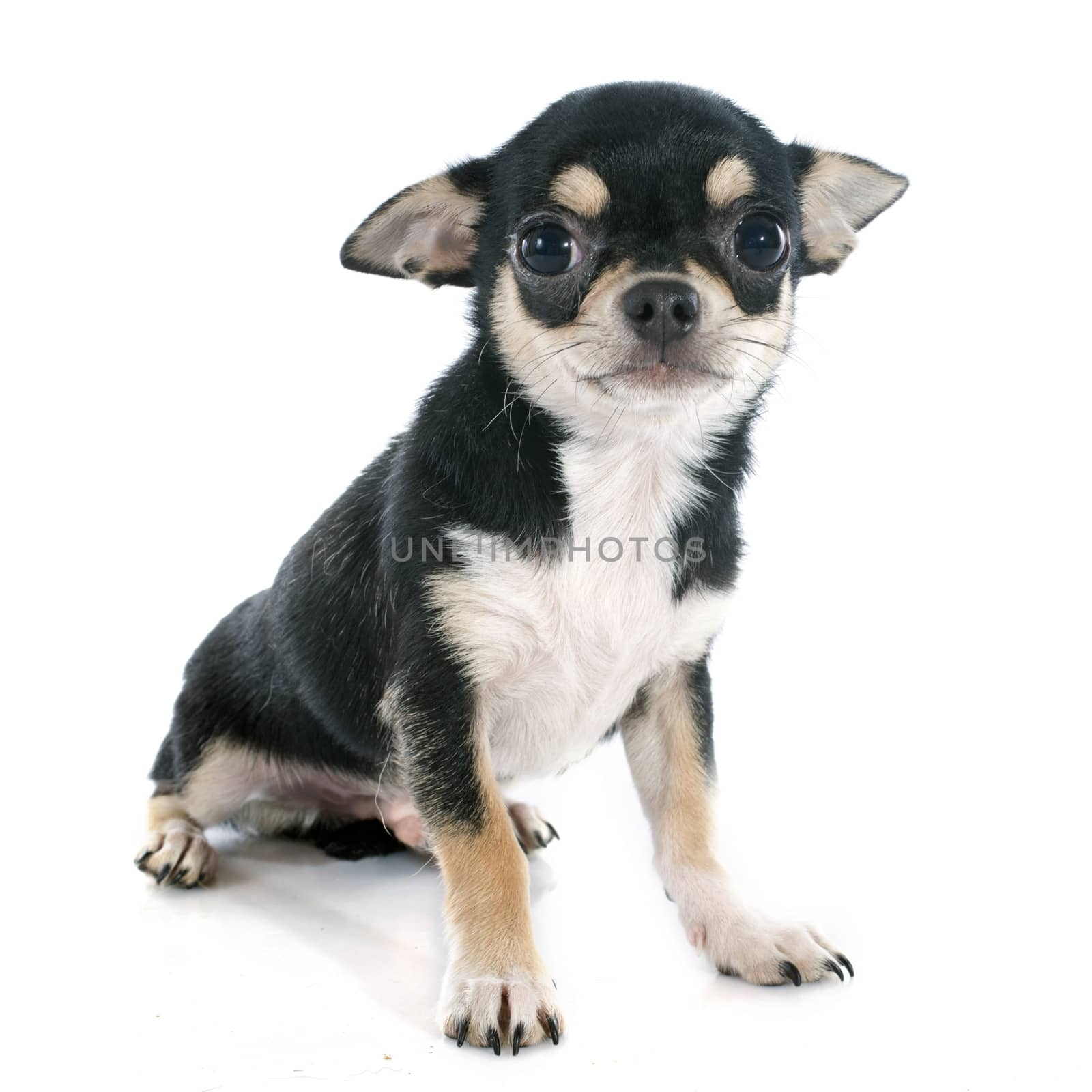 portrait of a cute purebred  puppy chihuahua in front of white background