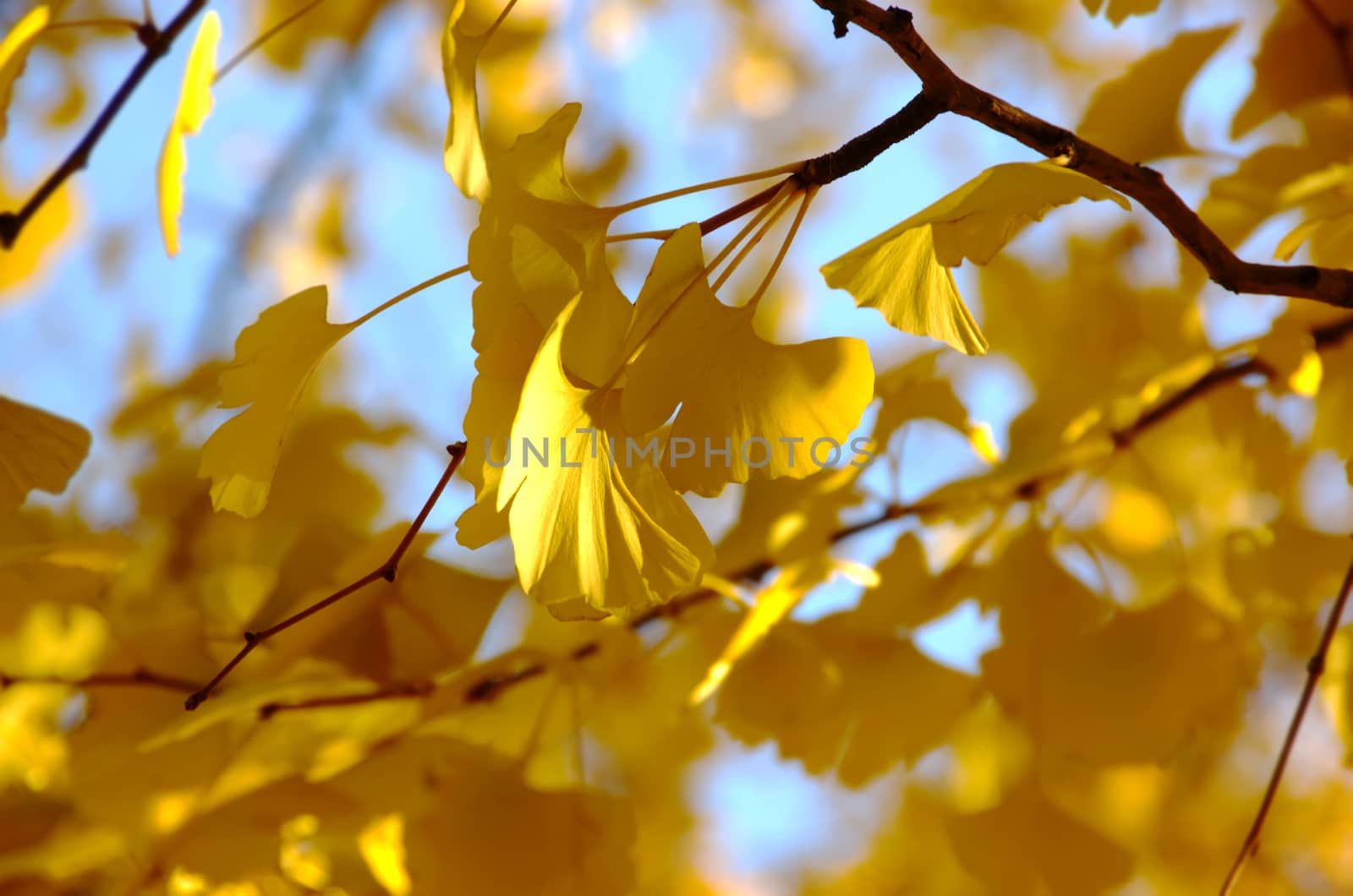 autumn picture of couple yellow leaves on tree on background of the blue sky