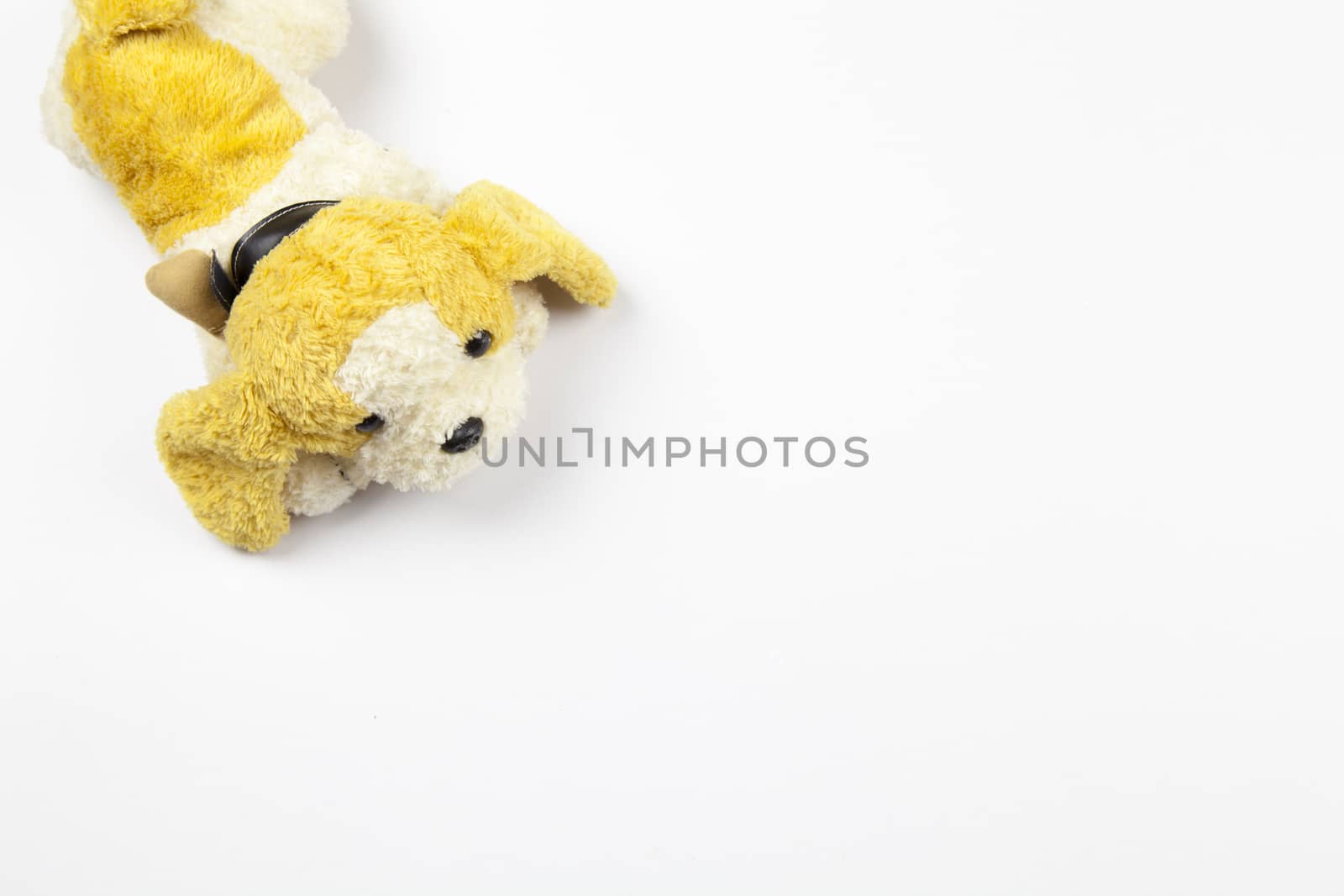 A cute little dog with white background.