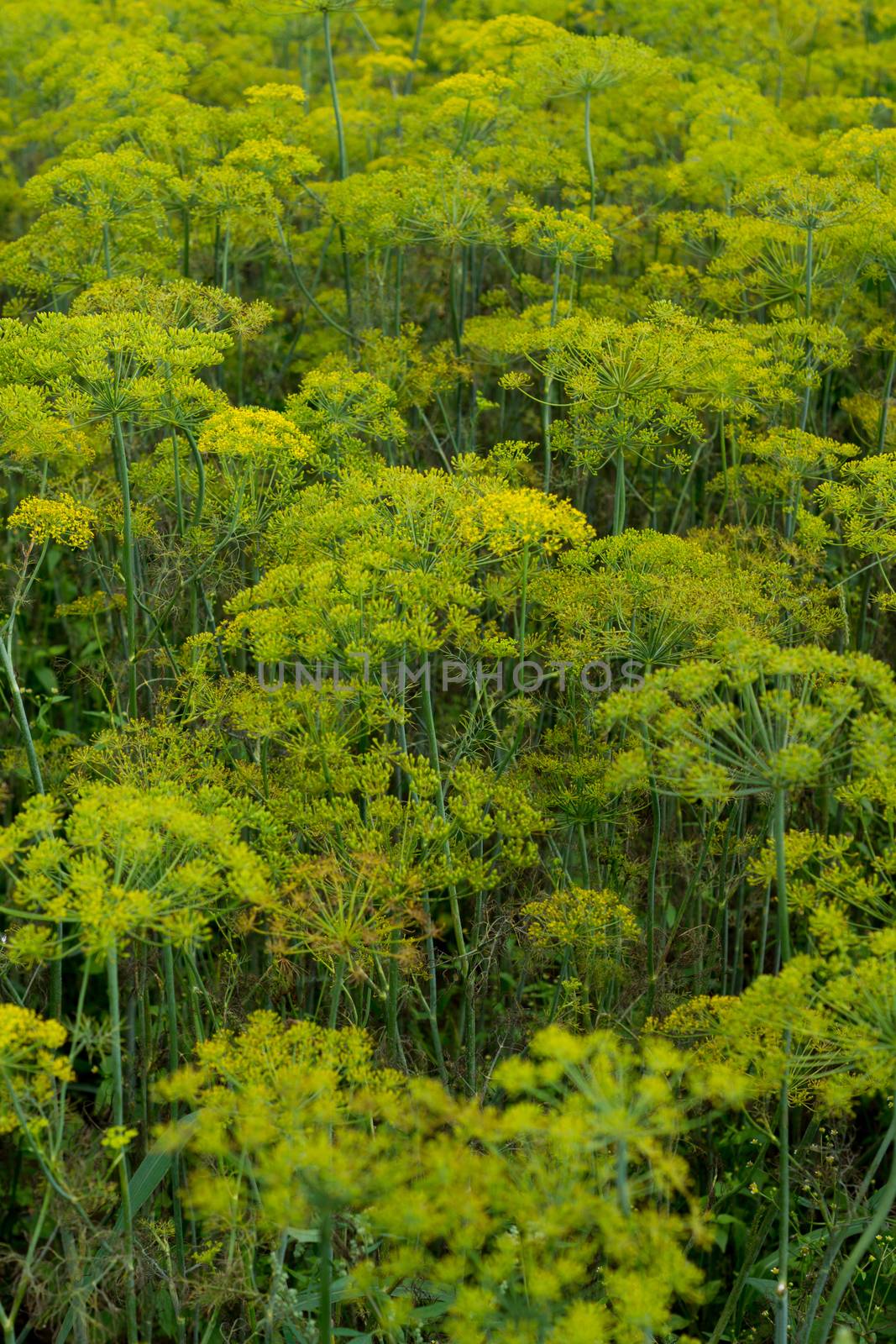 some yellow fennel growing on the field