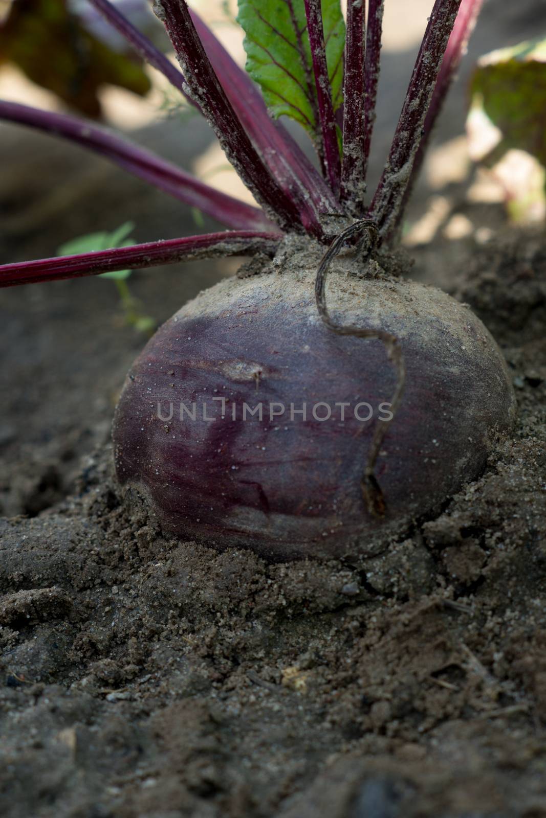 macro photo of red beet growing in the field