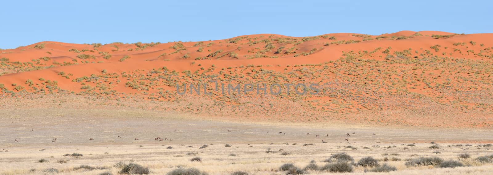 Dune and Oryx panorama from two photos of the Namibrand area in Namibia
