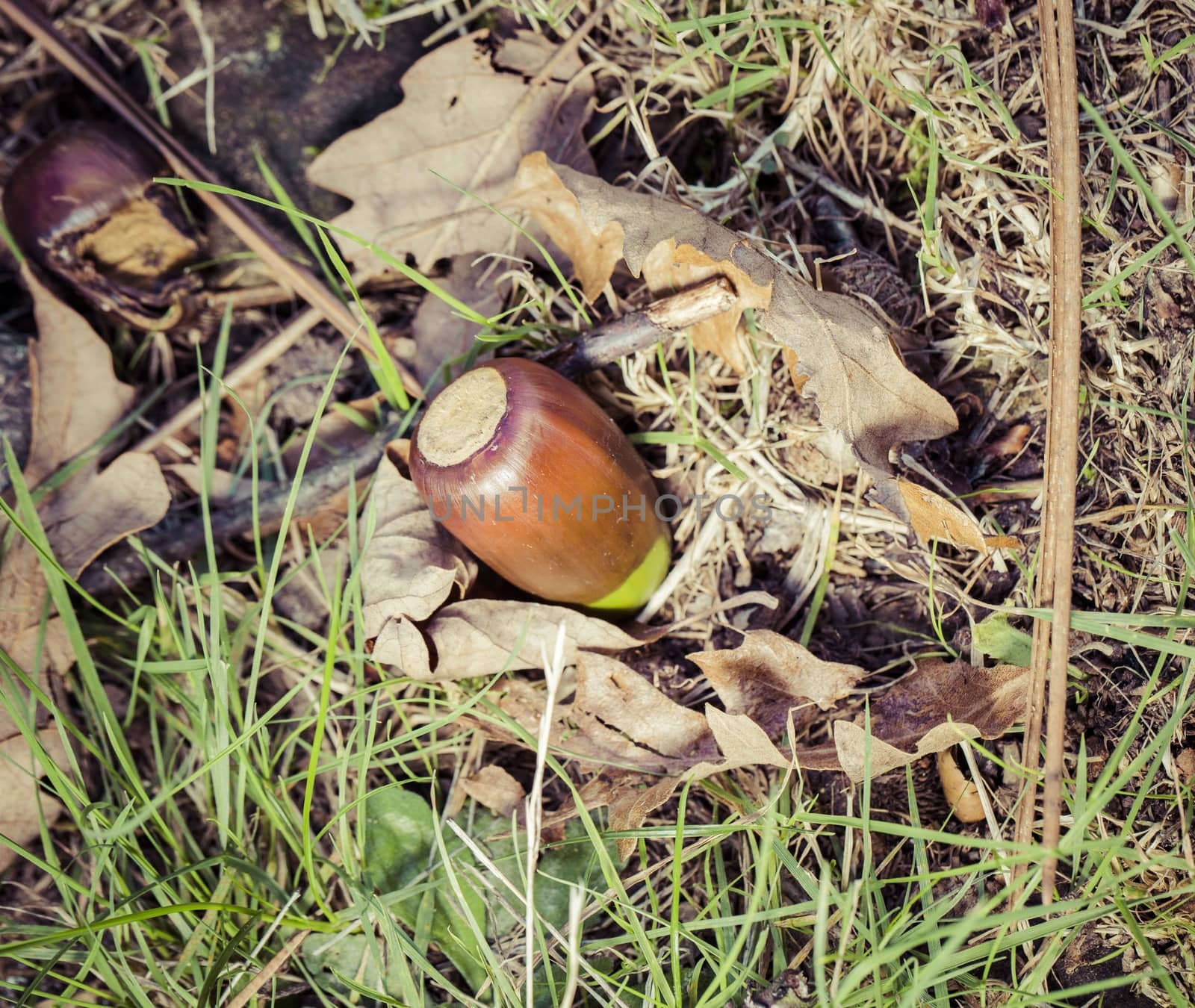 Close up picture of an acorn found in the ground
