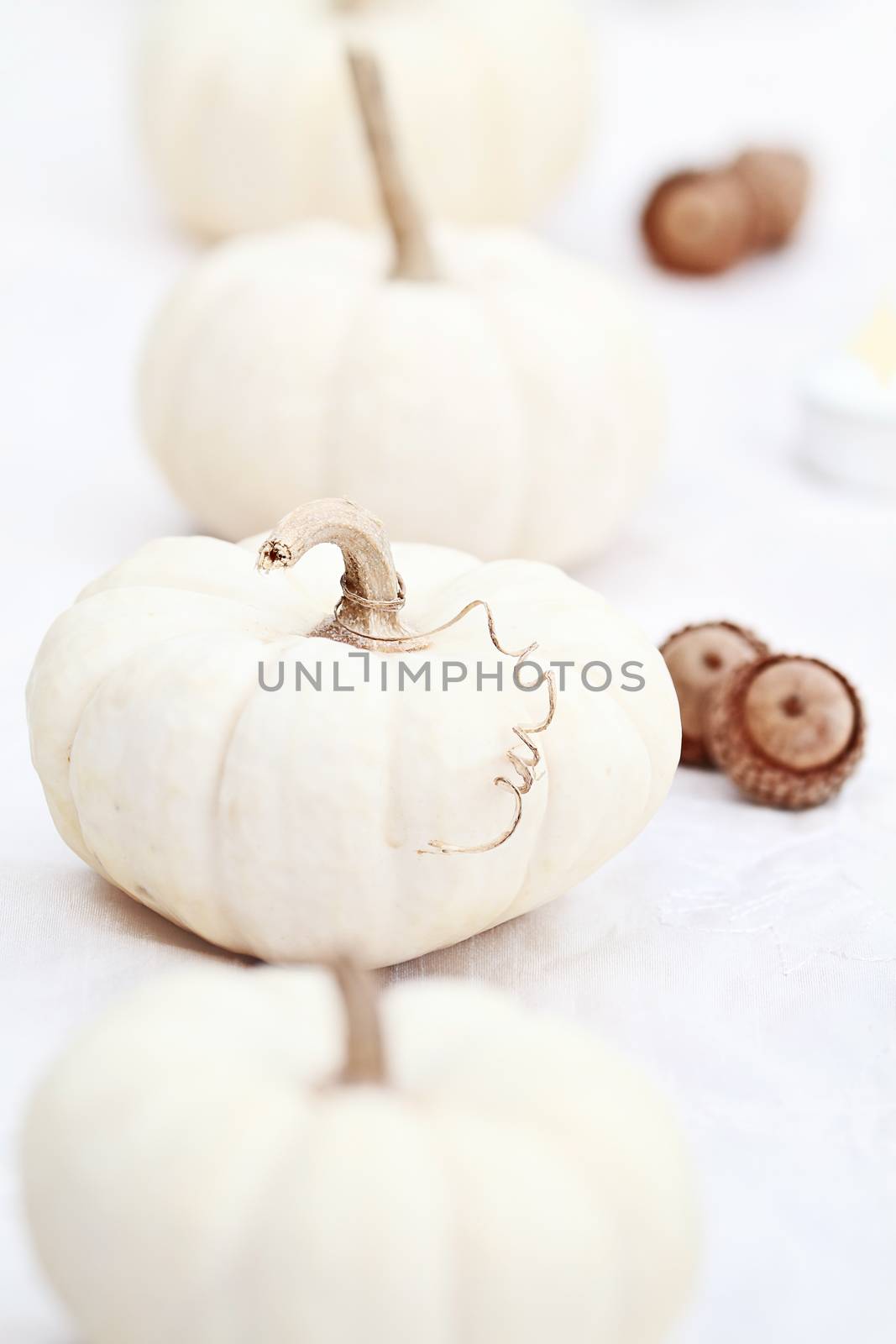 Beautiful table decorations of white pumpkins and acorns. Extreme shallow depth of field with selective focus on pumpkin with tendril.