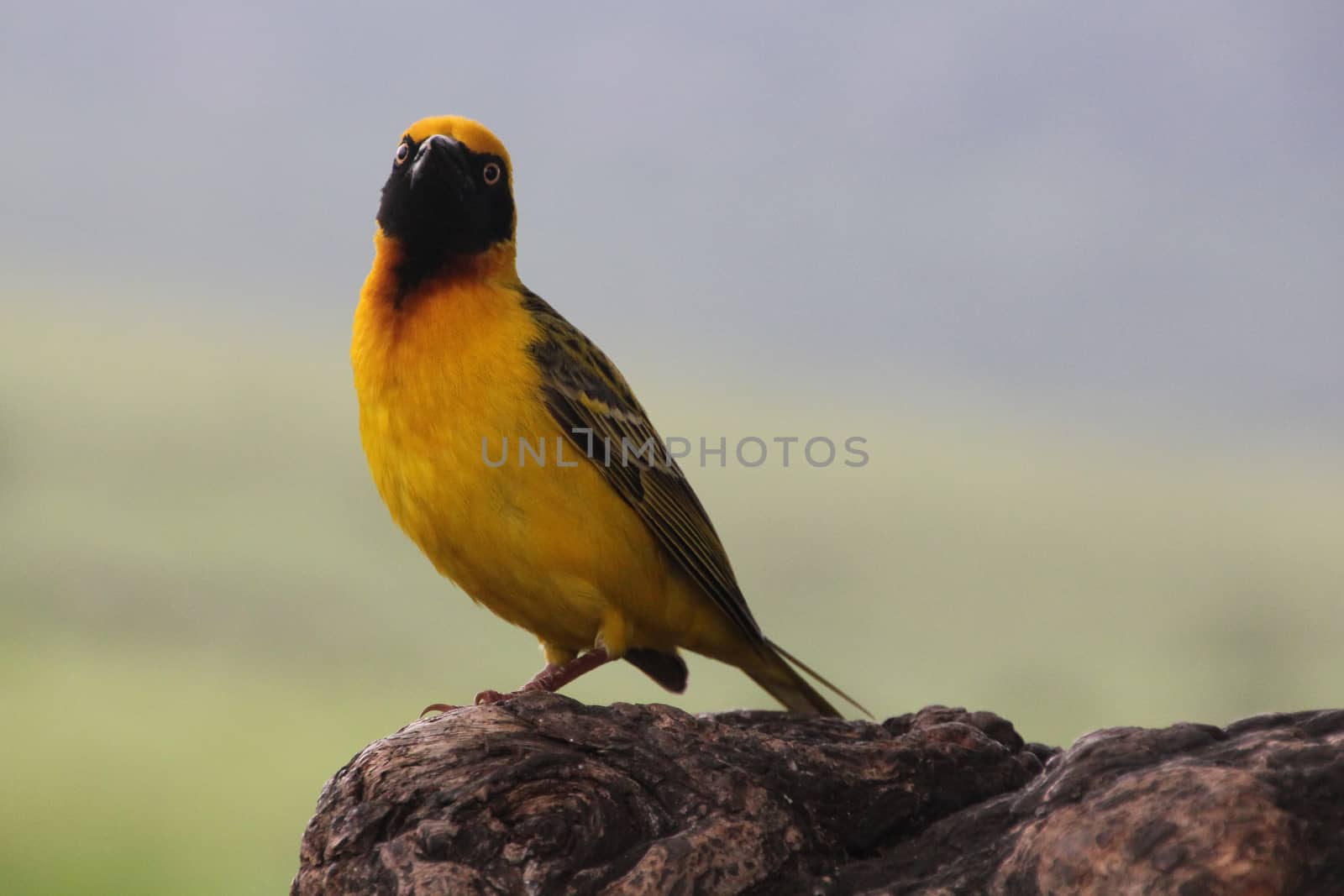 Free bird in Tanzania