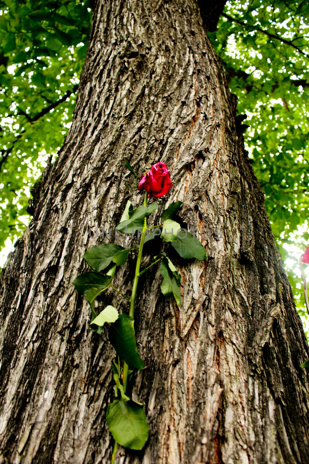 Flowers after terror attack