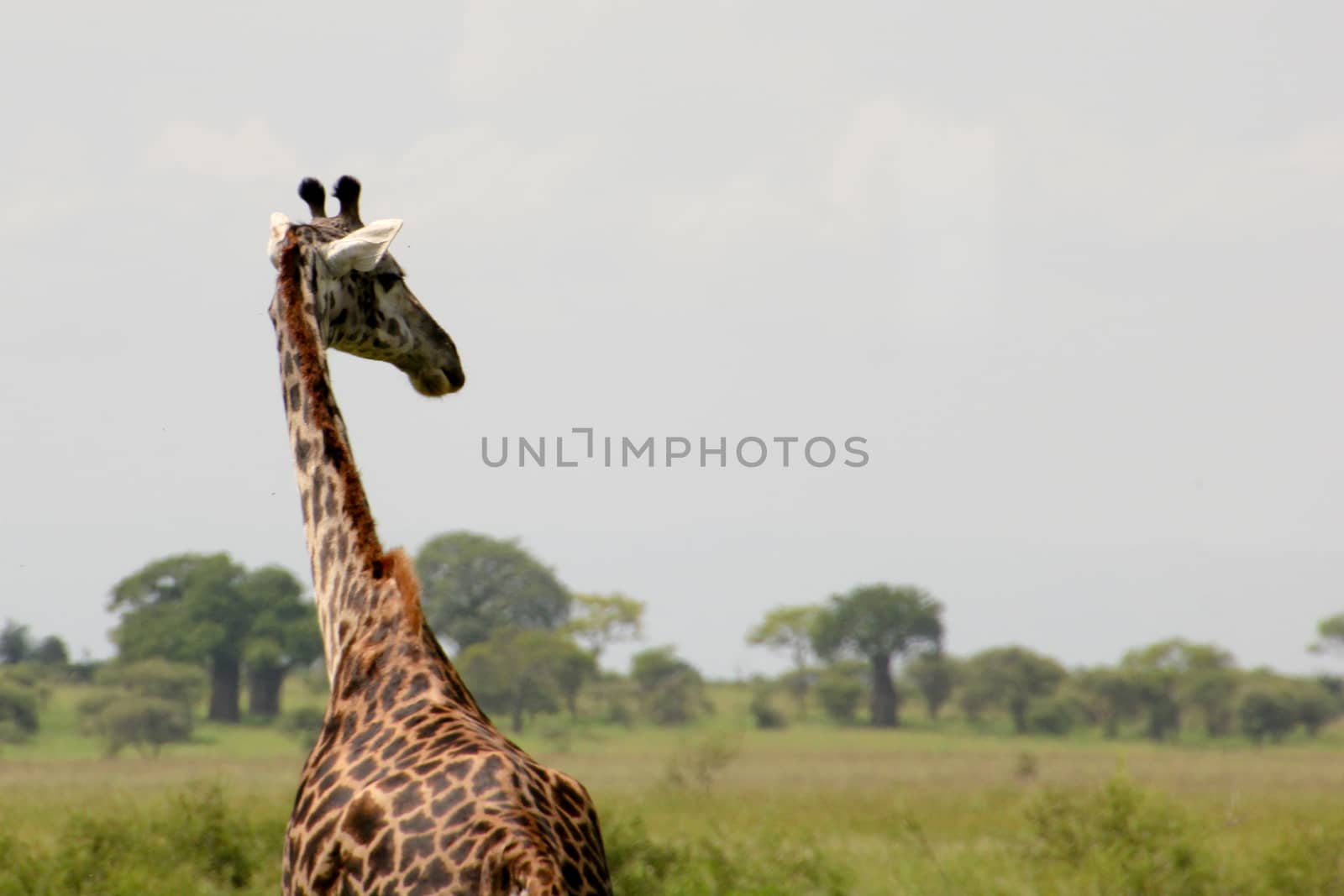 Giraffe