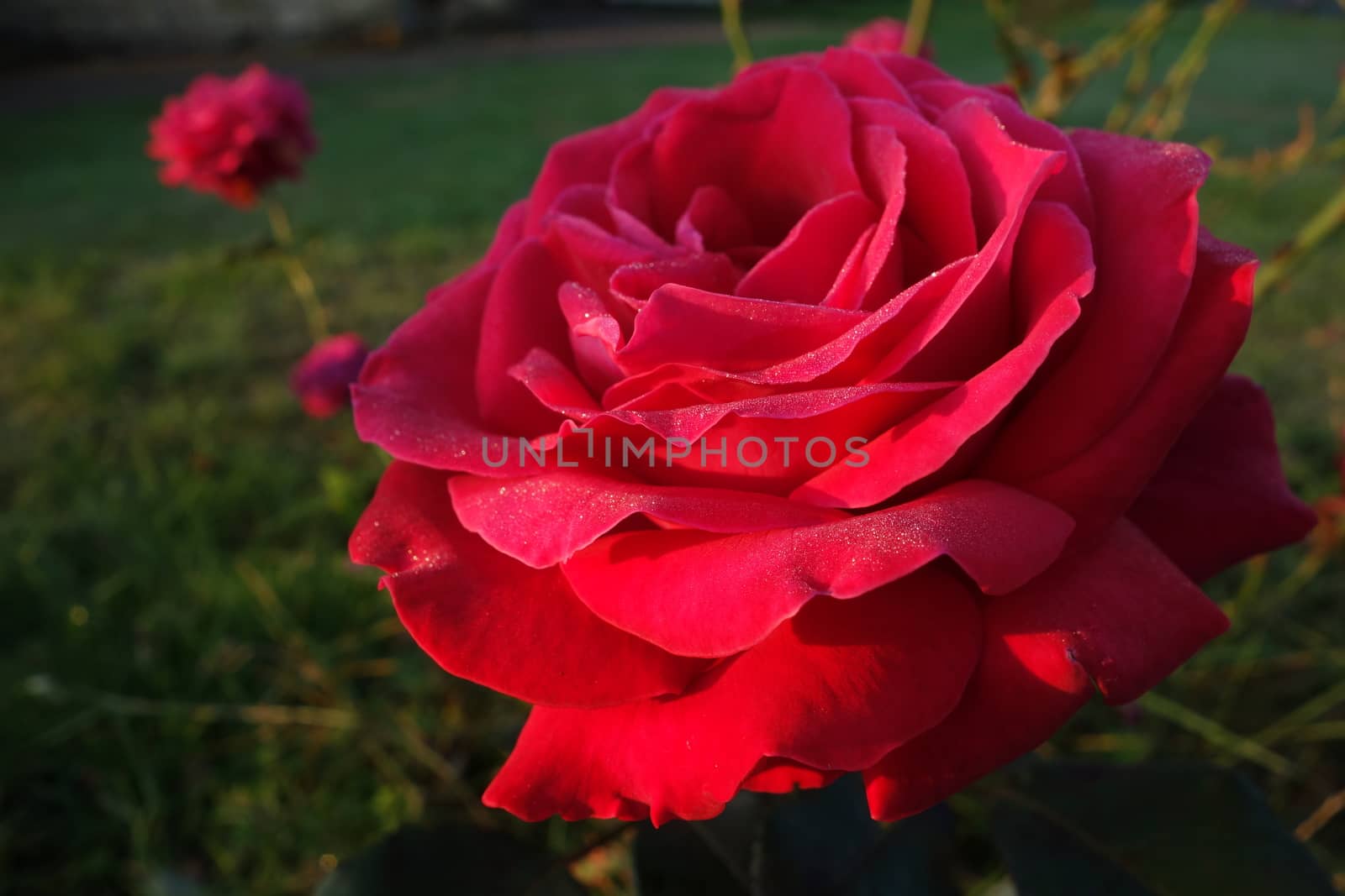 Red rose covered in dew drops in early morning sun