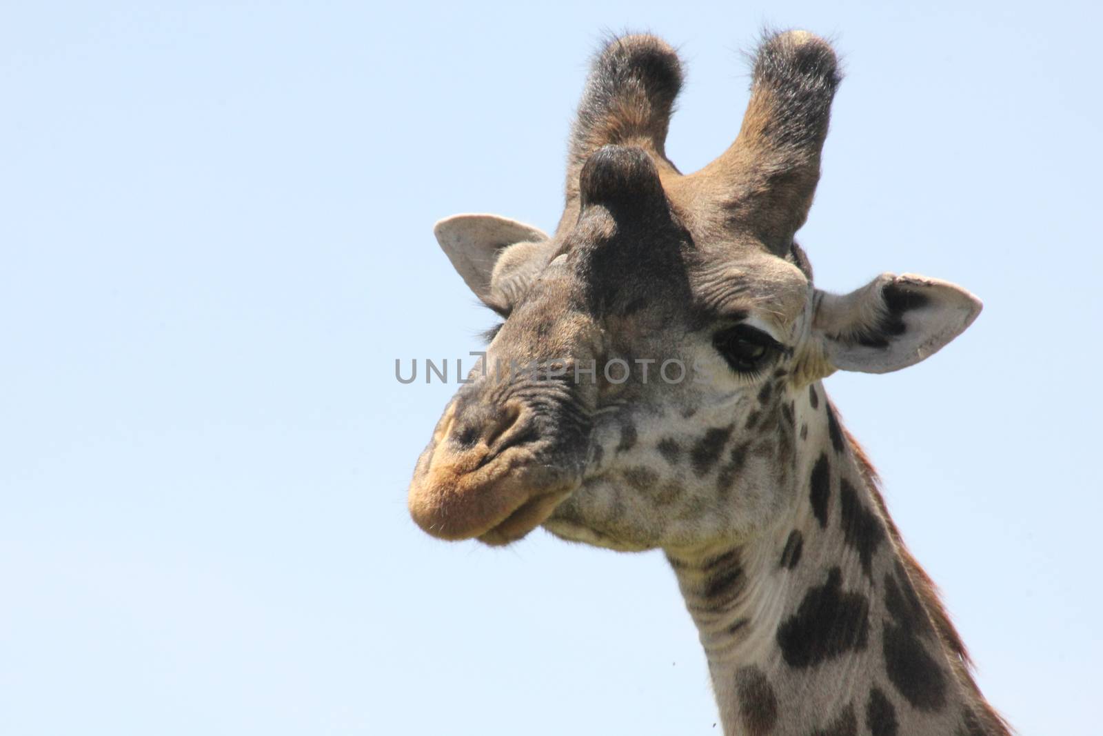 Giraffe in Africa by iandho