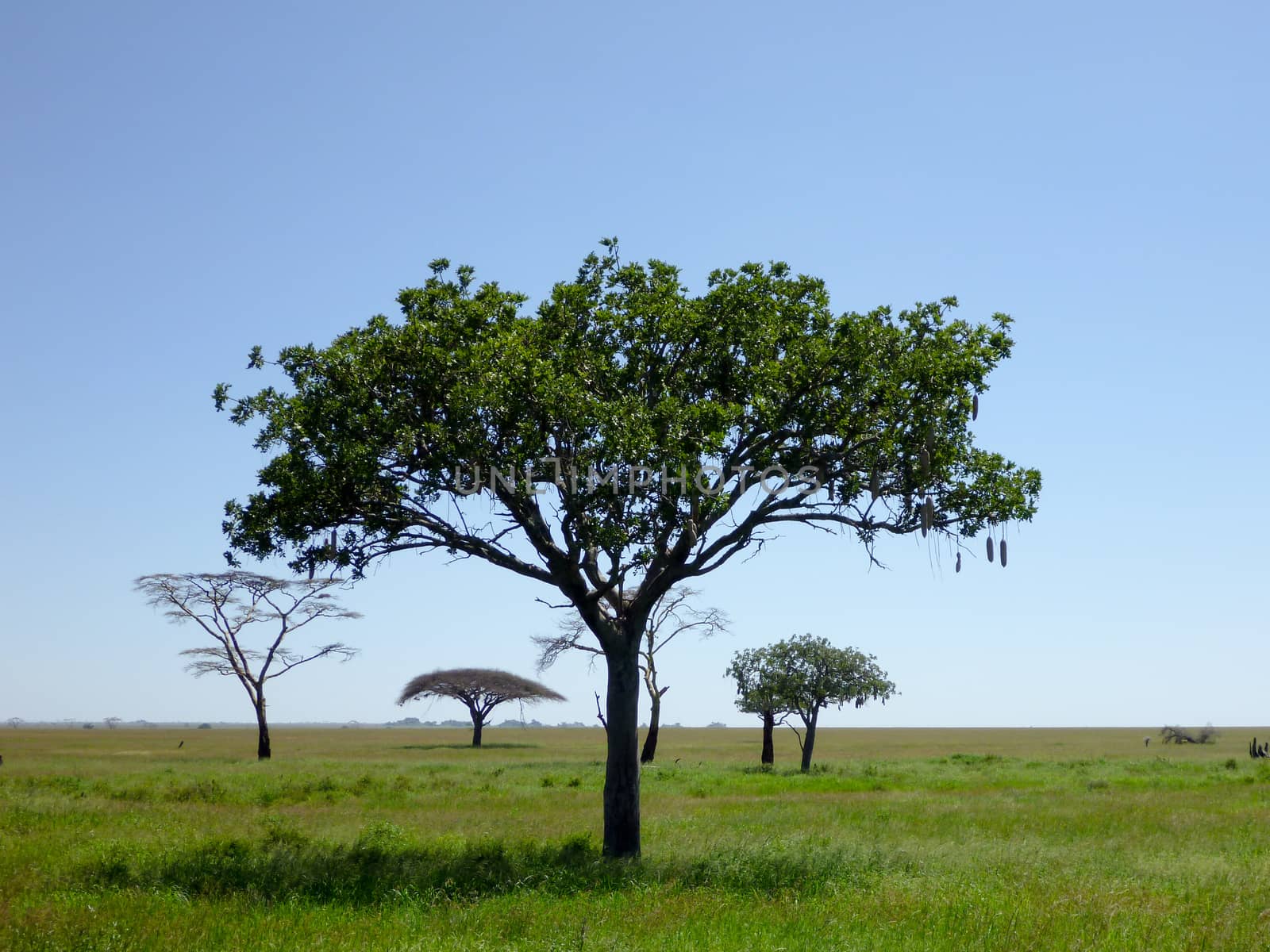 tree in Tazania