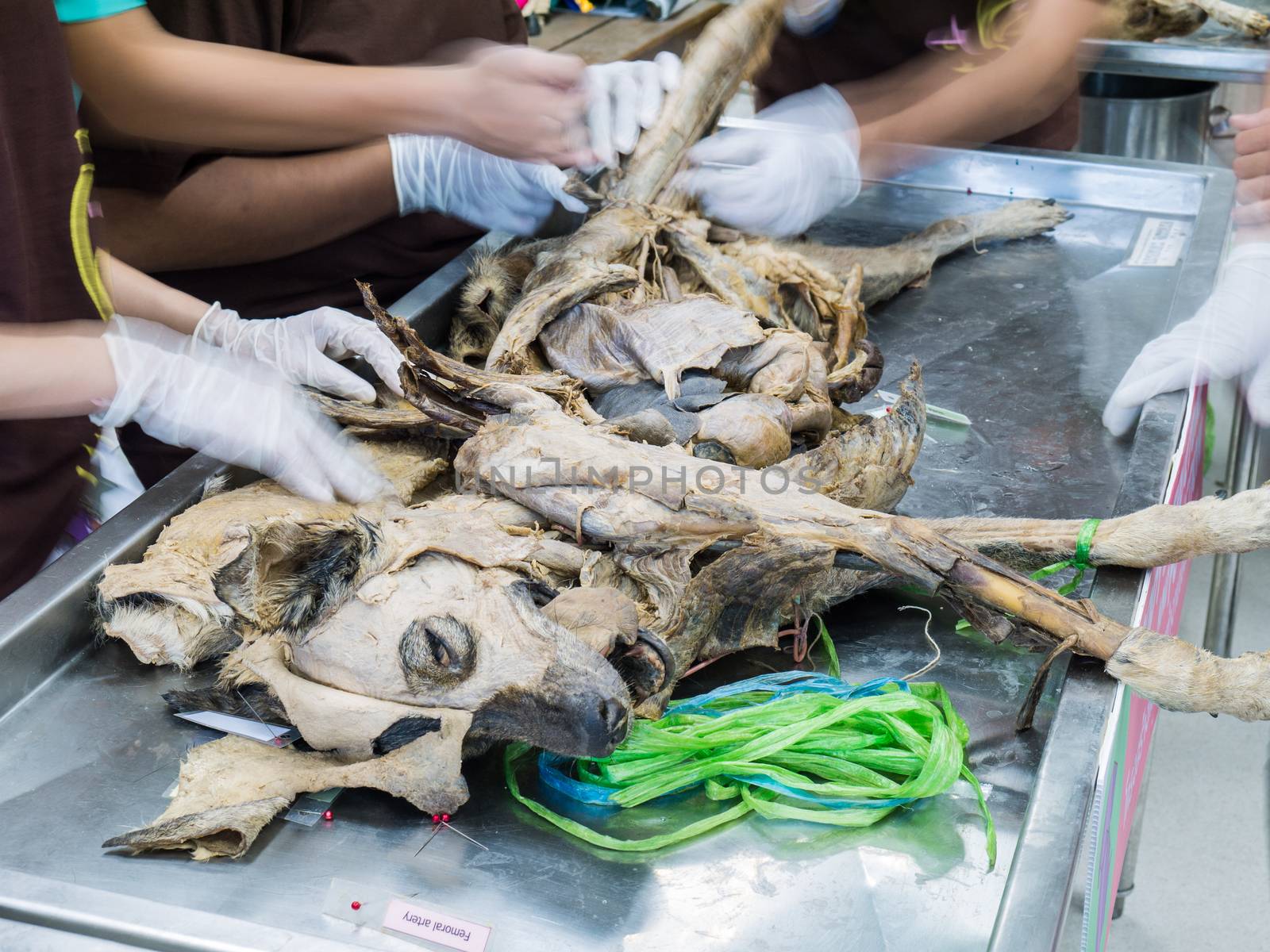 Veterinarian student learning operate on from dog body