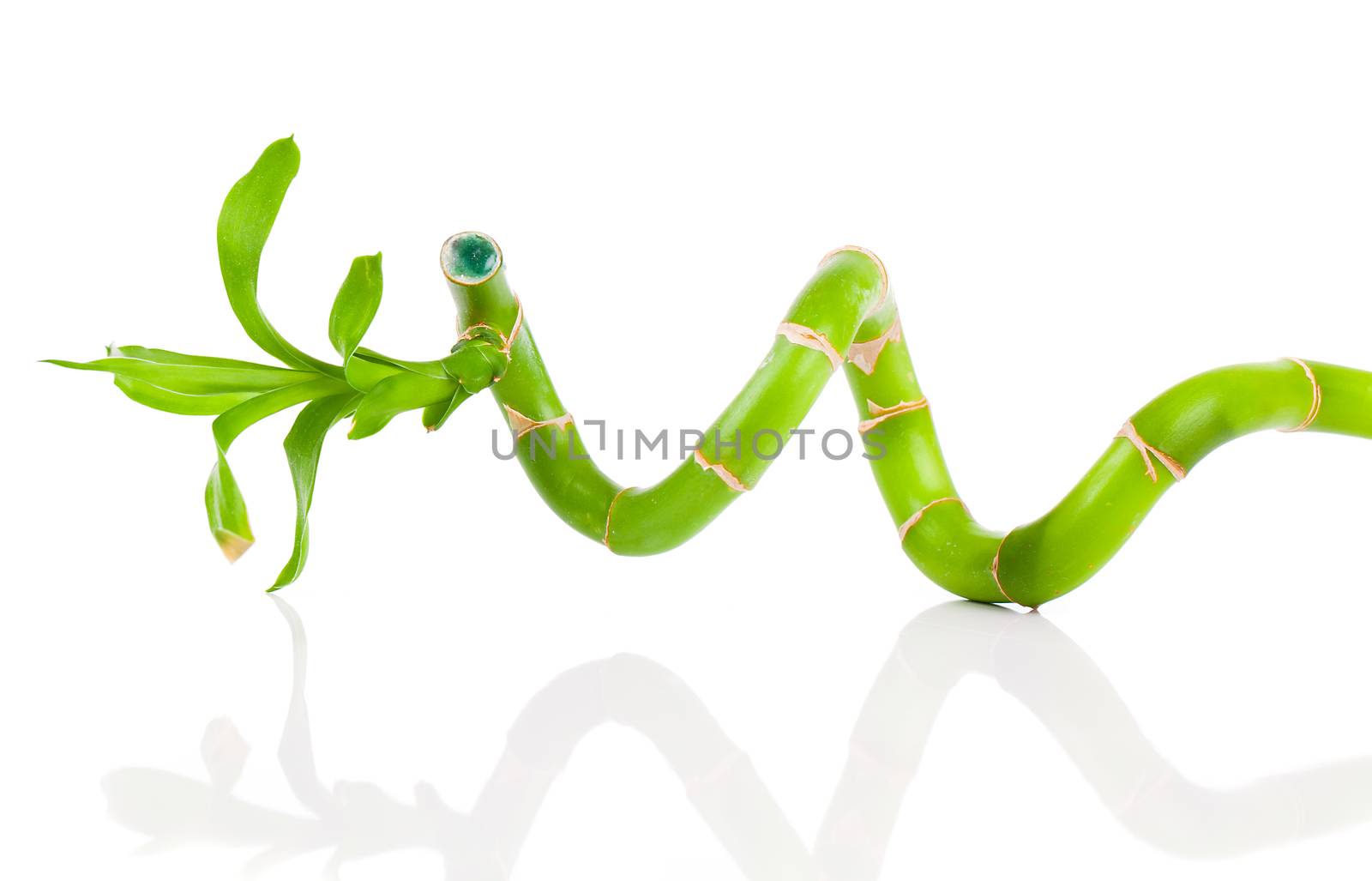 Bamboo isolated on white background