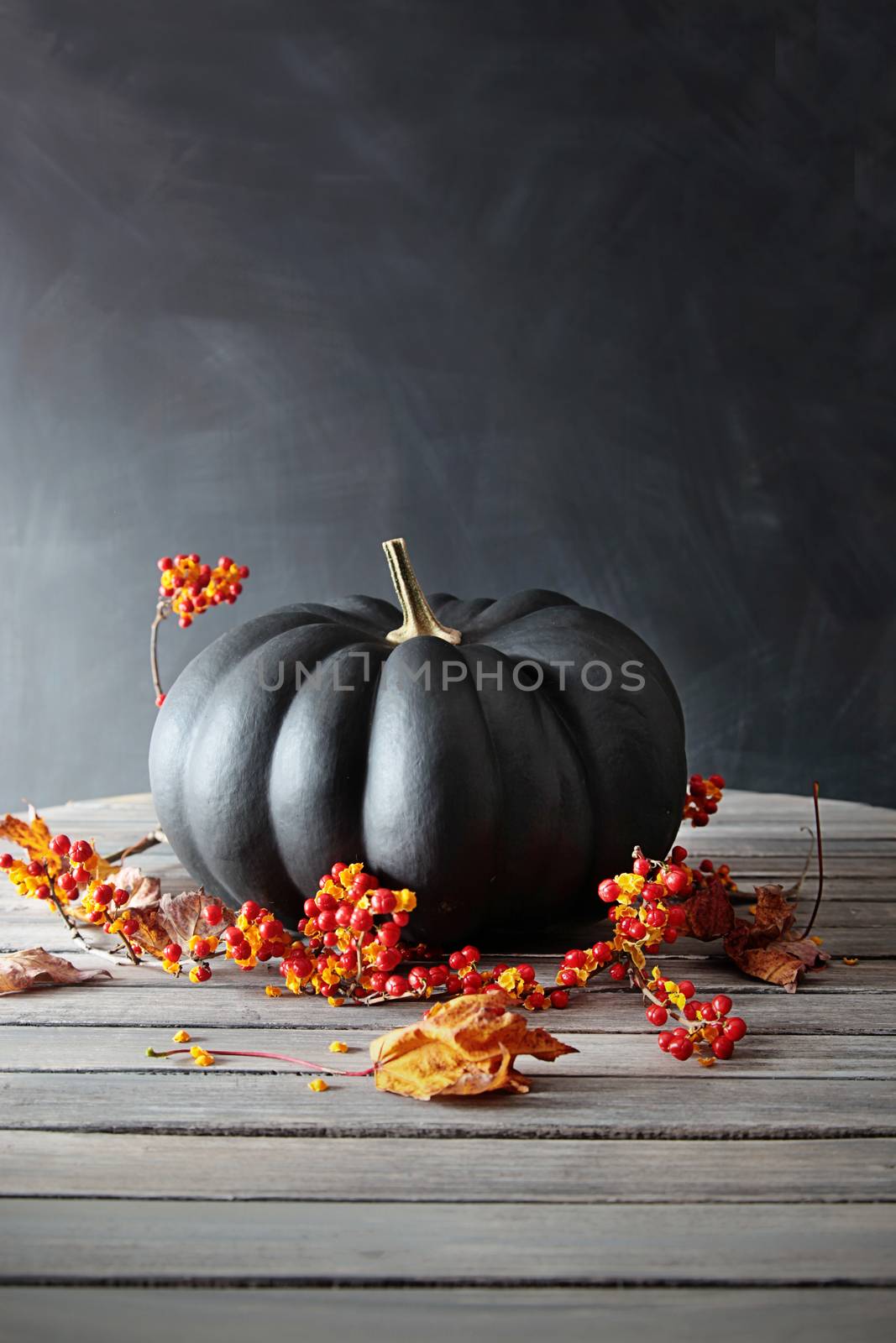 Black colored pumpkin with berries and leaves on table by Sandralise