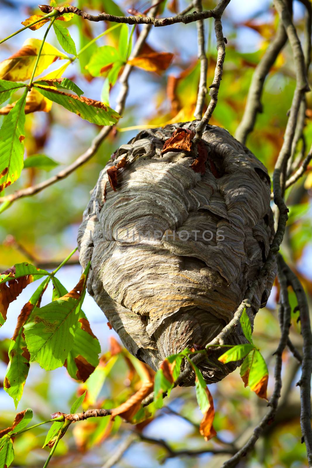 wasp nest hangs in a tree with autumn leaves. by motorolka