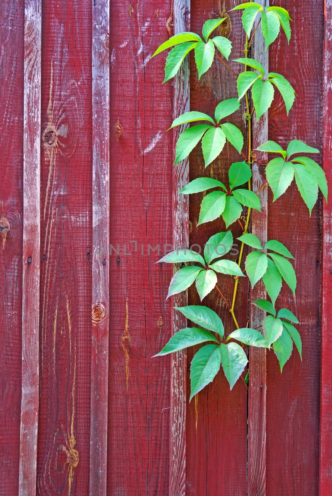 Parthenocissus branch on burgundy wooden fence (vertical image)