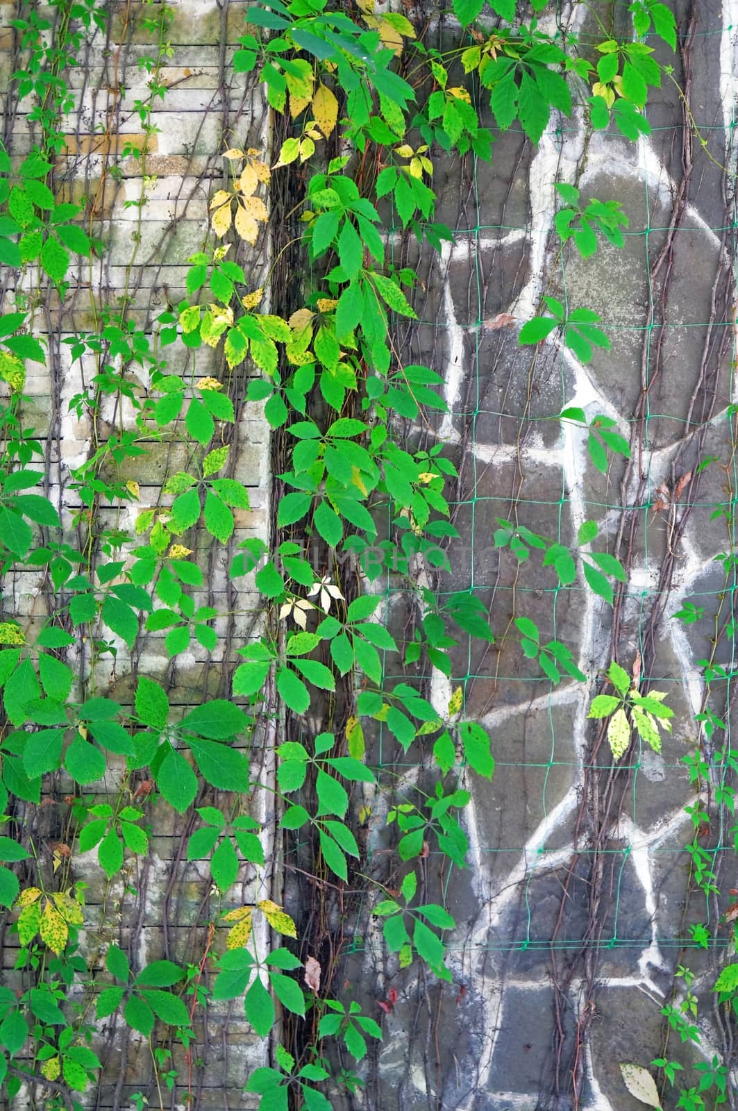 The wall of gray stones overgrown with Parthenocissus                               