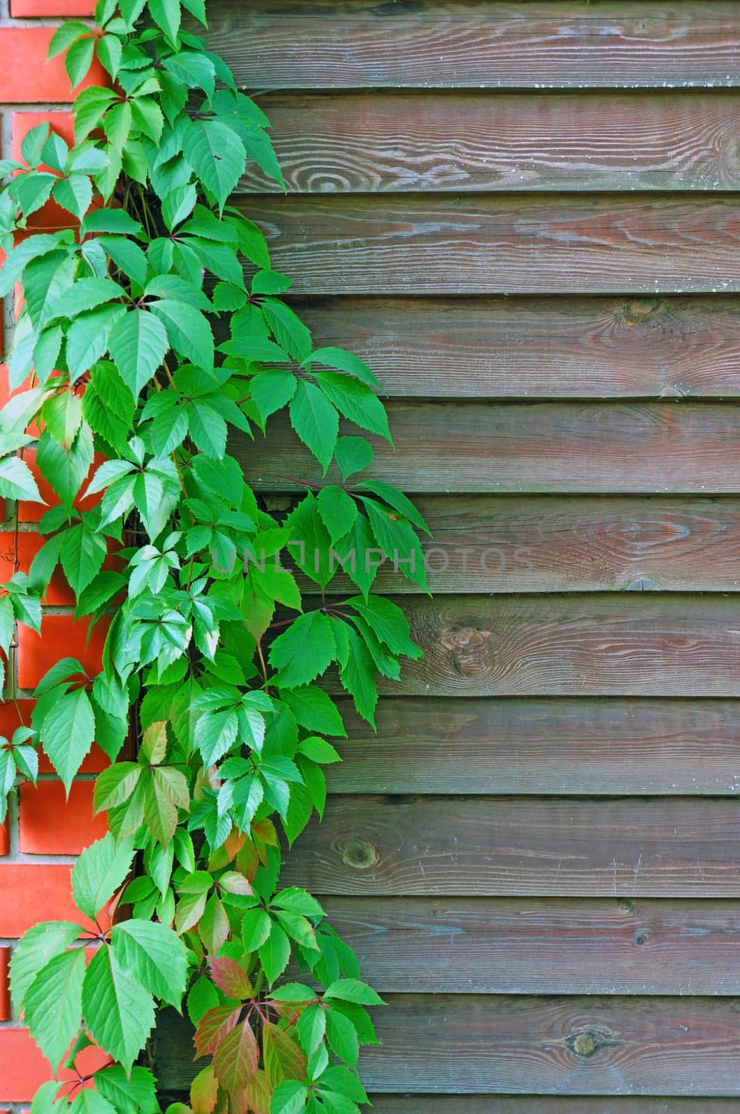 Curly Parthenocissus on the background of a wooden fence with brick pillars