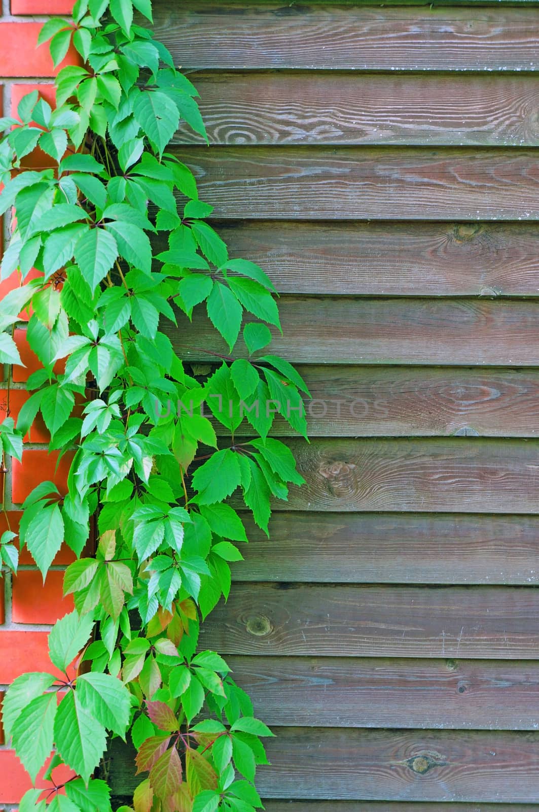 Curly Parthenocissus on the background of a wooden fence with brick pillars