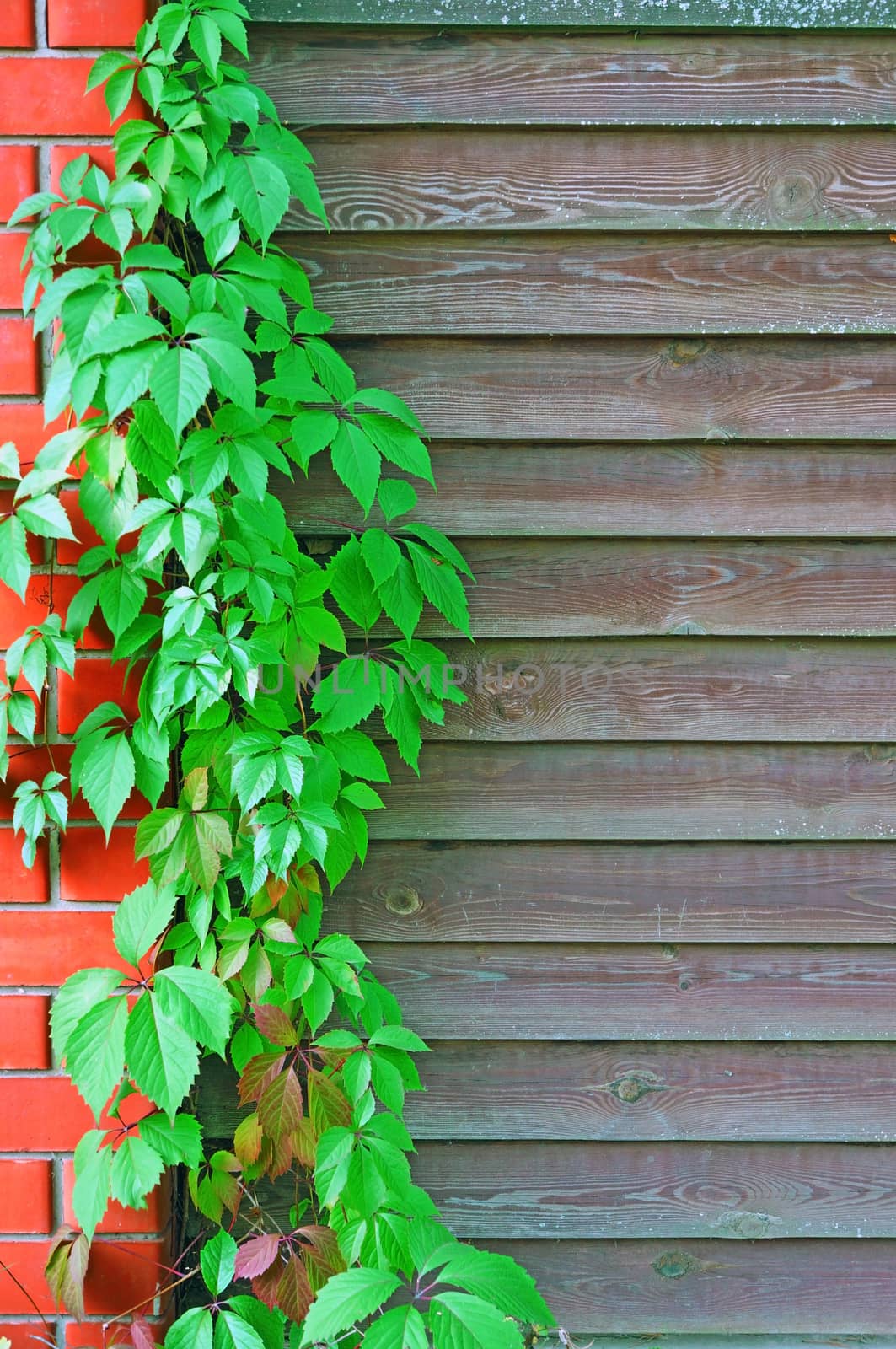 Curly Parthenocissus on the background of a wooden fence with brick pillars                               