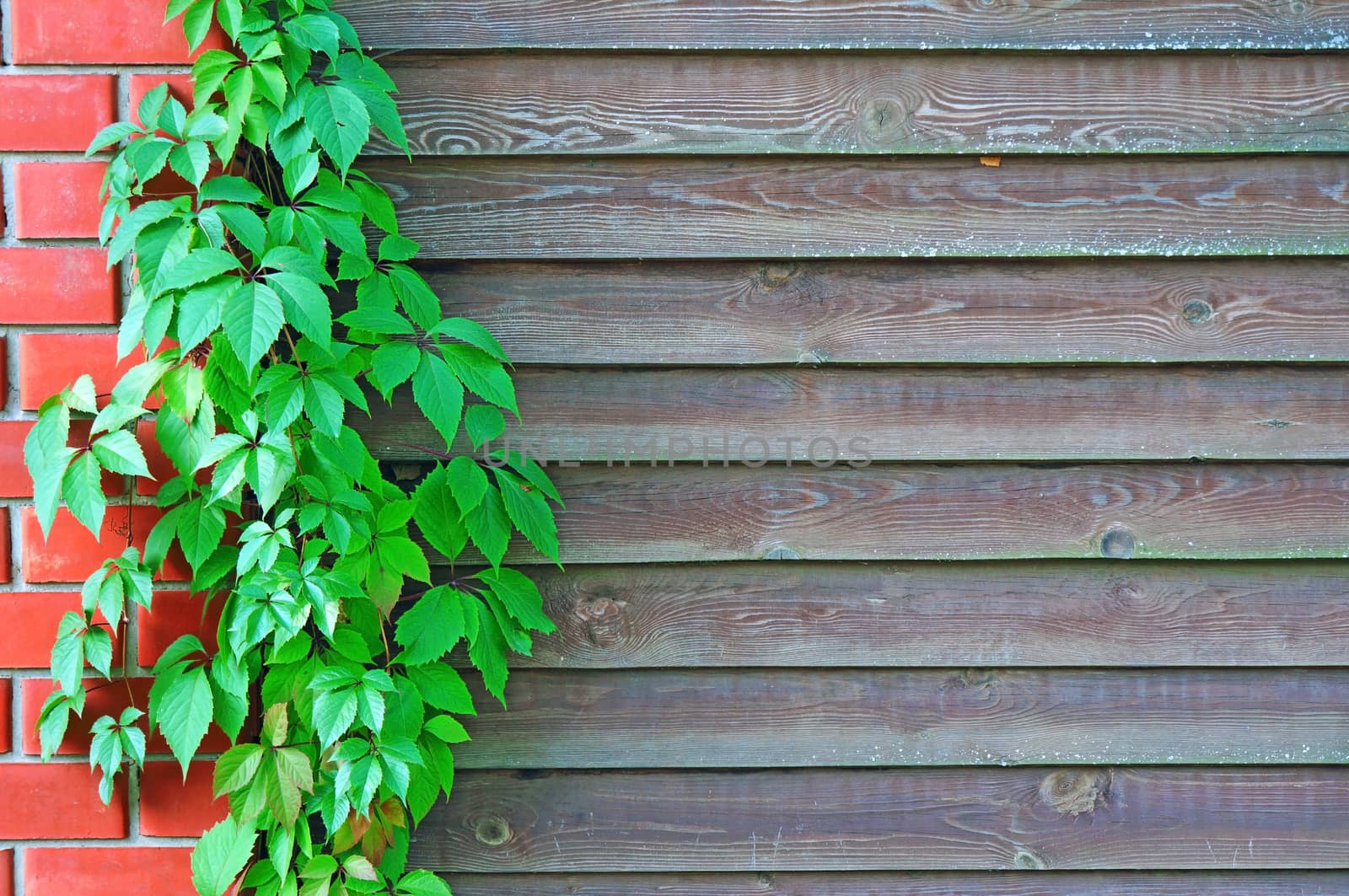 Curly Parthenocissus on the background of a wooden fence with brick pillars