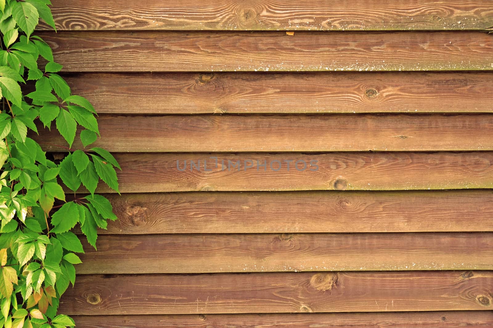 Curly Parthenocissus on the background of a wooden fence (sepia tinted)