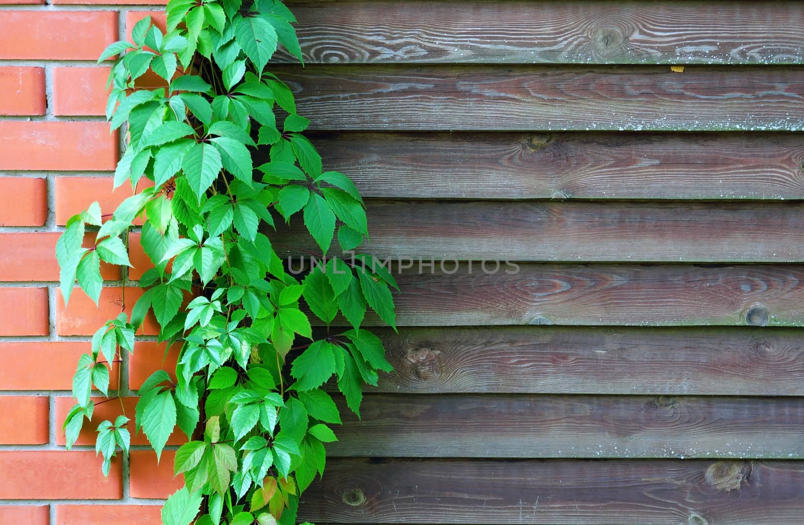 Curly Parthenocissus on the background of a wooden fence with brick pillars