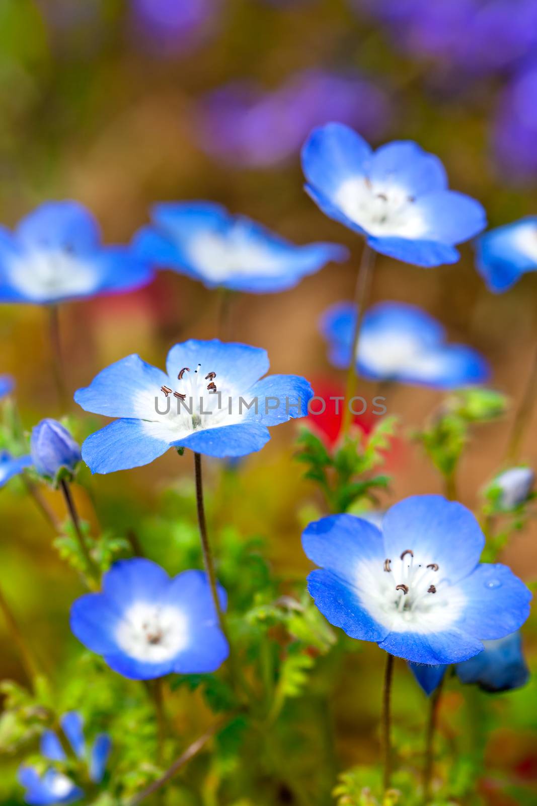Nemophila flower field, blue flowers in the garden