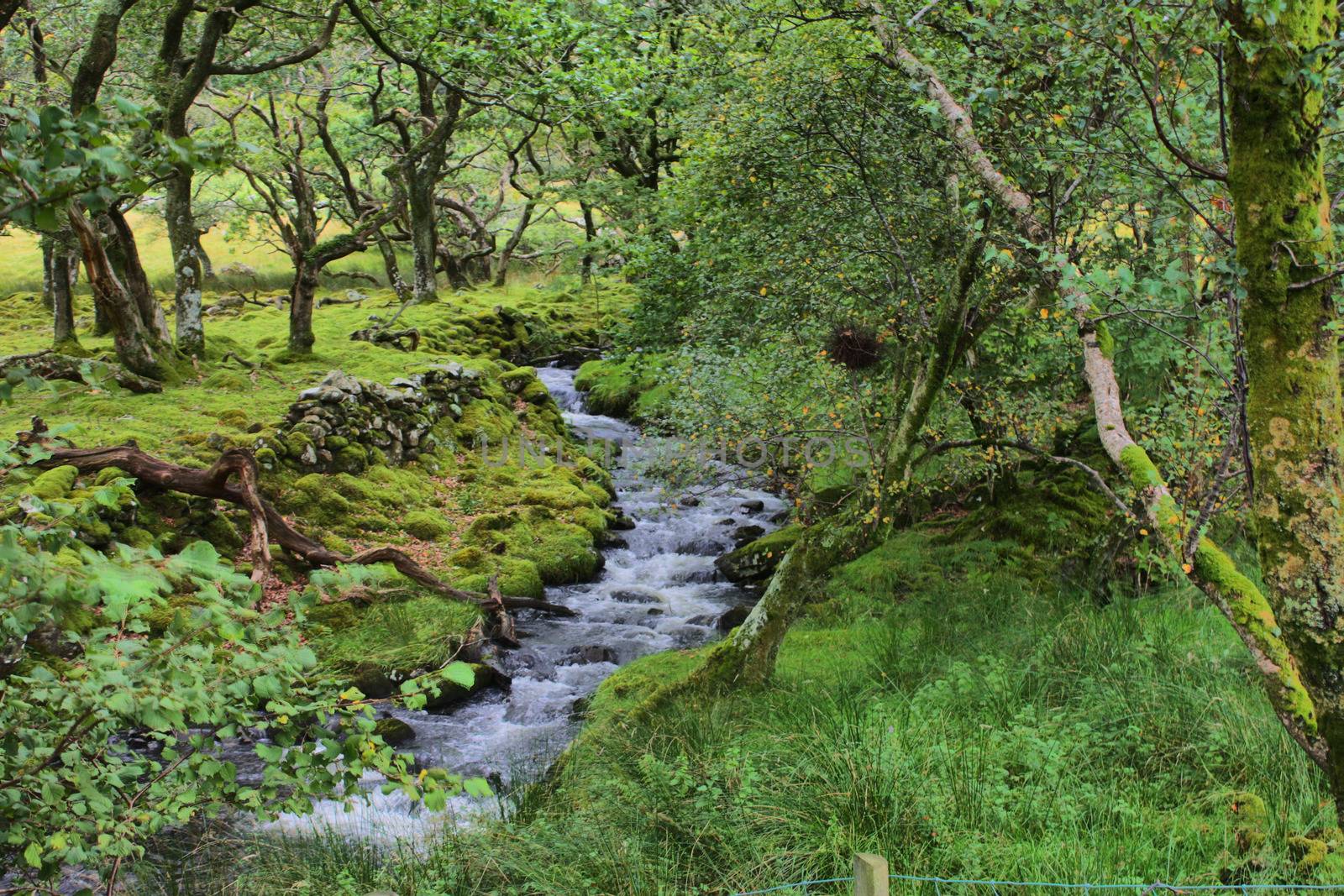 a stream flowing through a wooded area