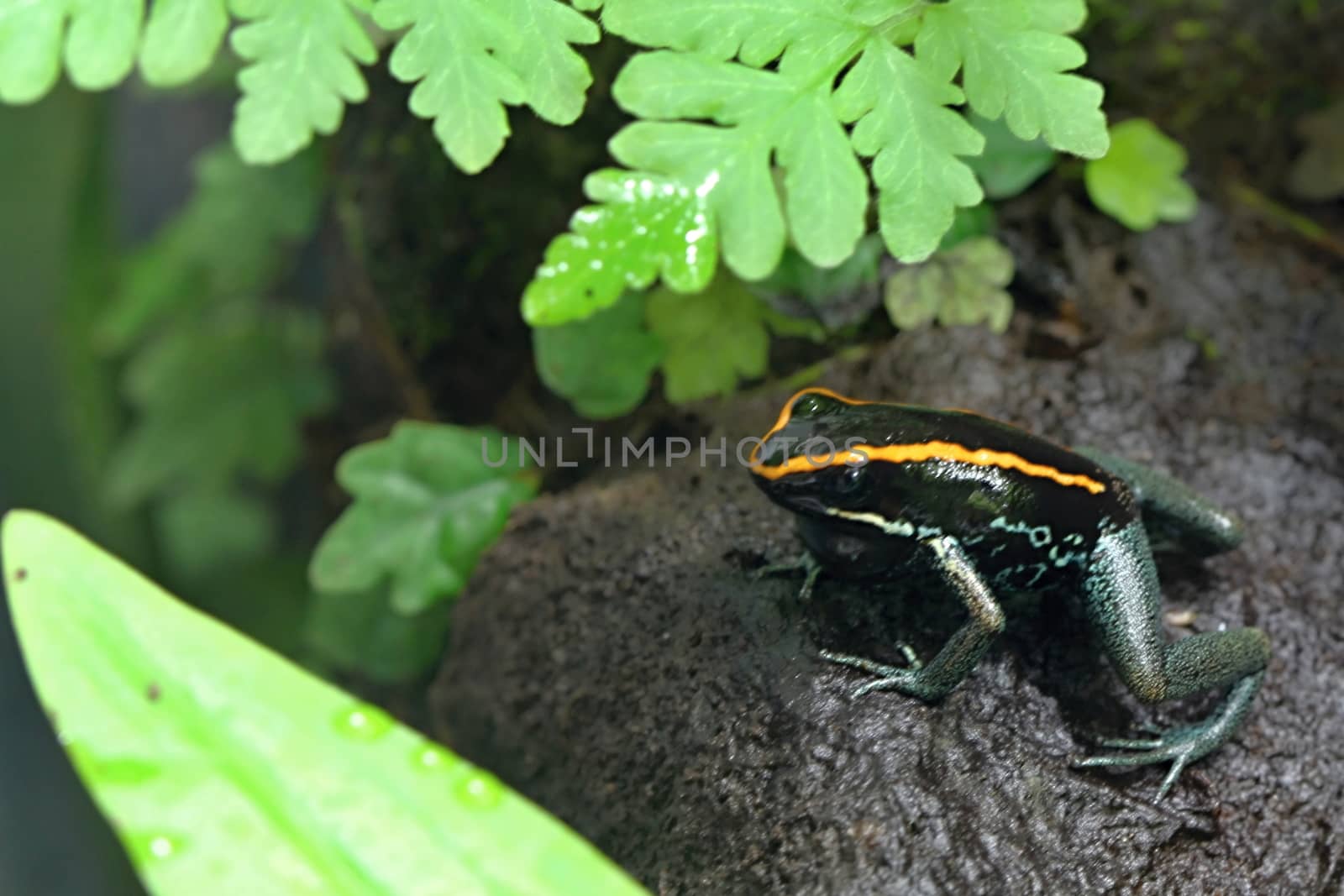 Photo shows a green frog in the middle of grass.