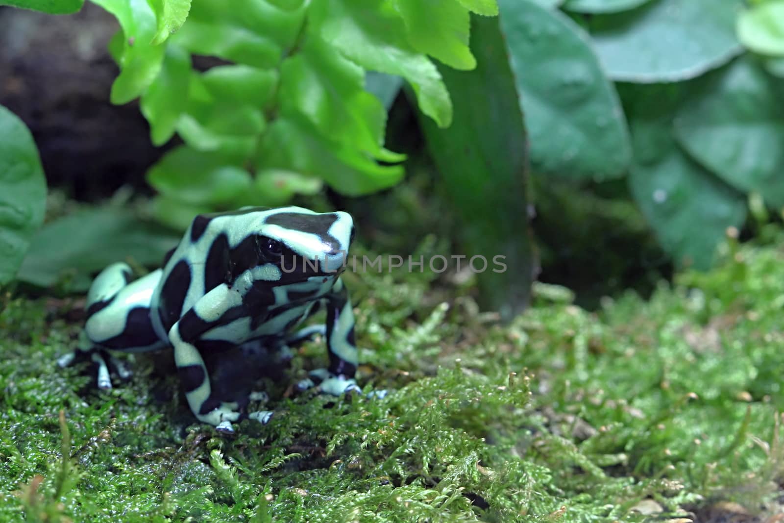 Photo shows a green frog in the middle of grass.