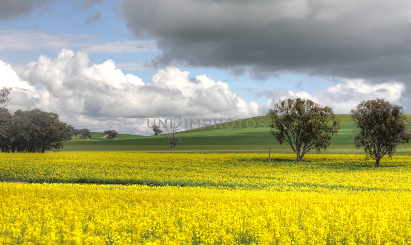A canola farm in flower during spring and grazing sheep on the hills.