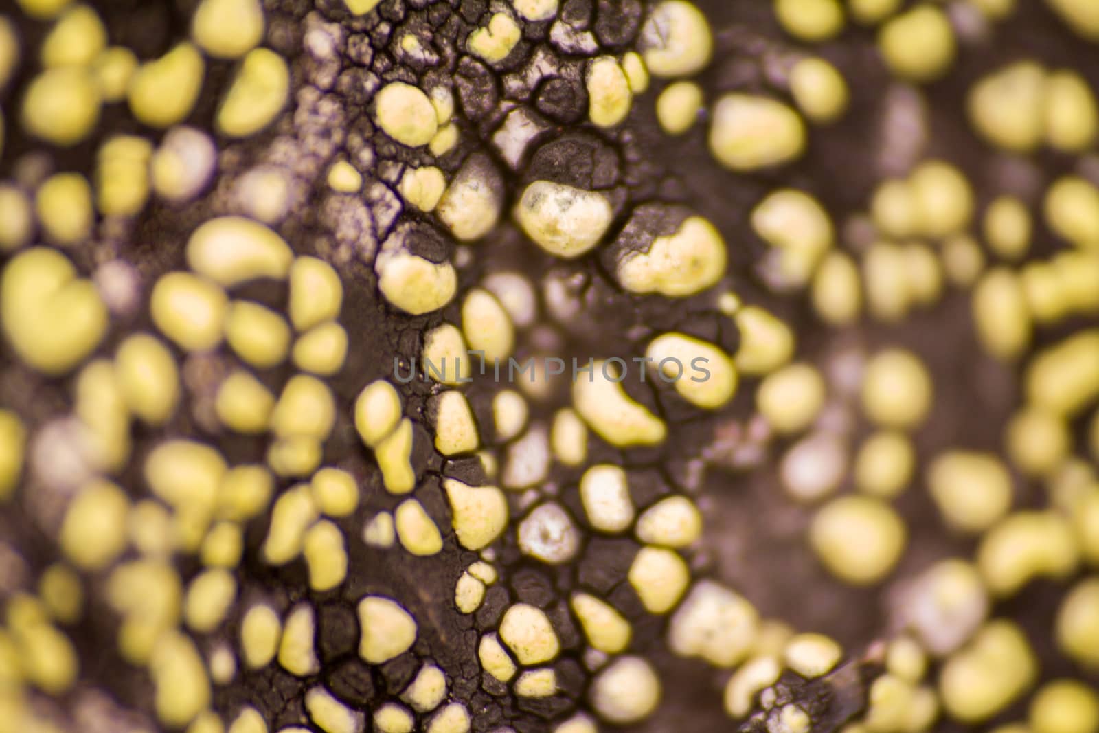 Arctic prairie plants - backgrounds of polar bald mountain macro shooting. summer