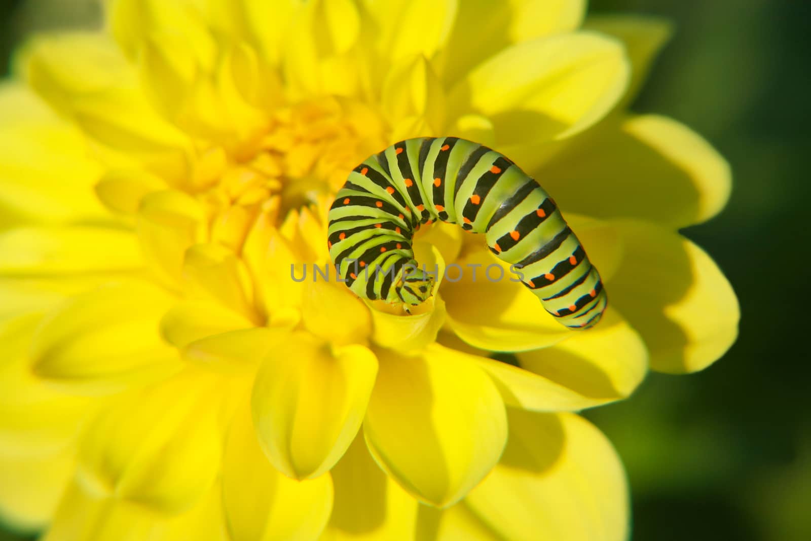 Caterpillar on yellow flower close up
