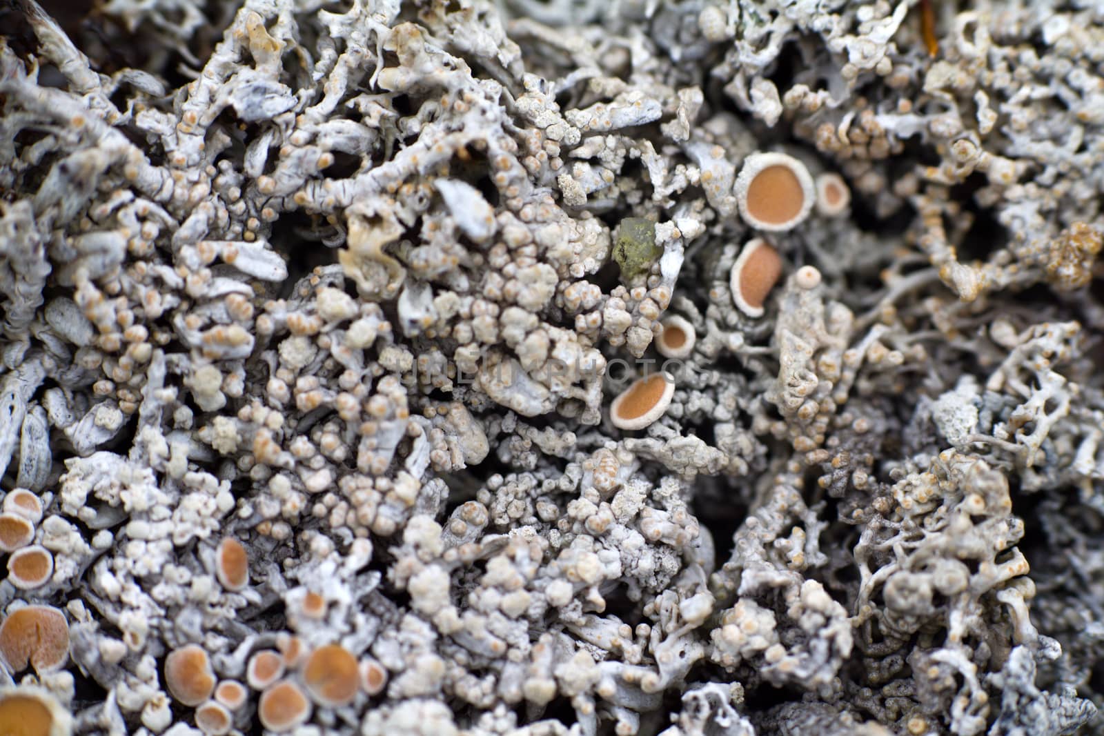 Arctic prairie plants - backgrounds of polar bald mountain macro shooting. summer