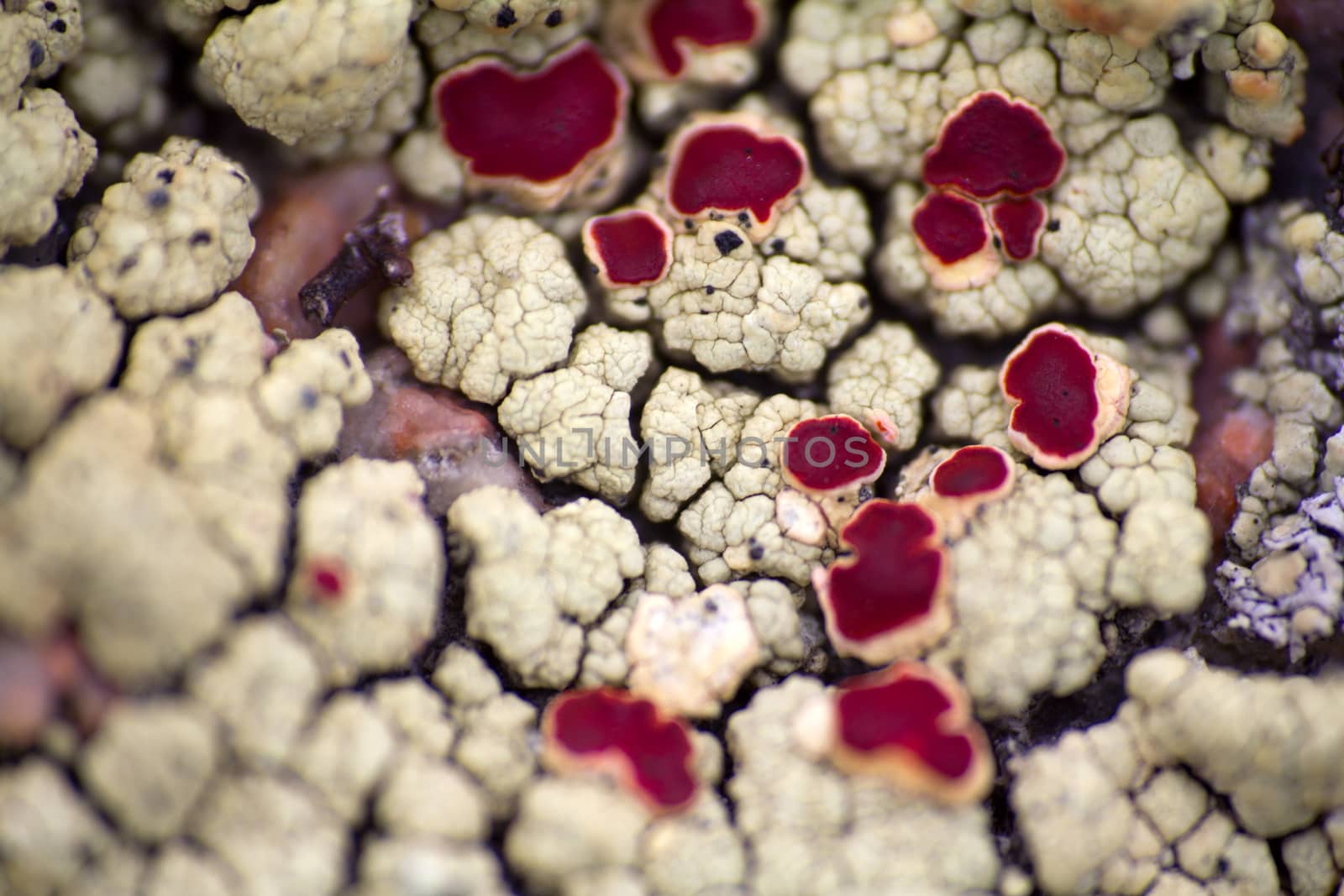 Arctic prairie plants - backgrounds of polar bald mountain macro shooting. summer