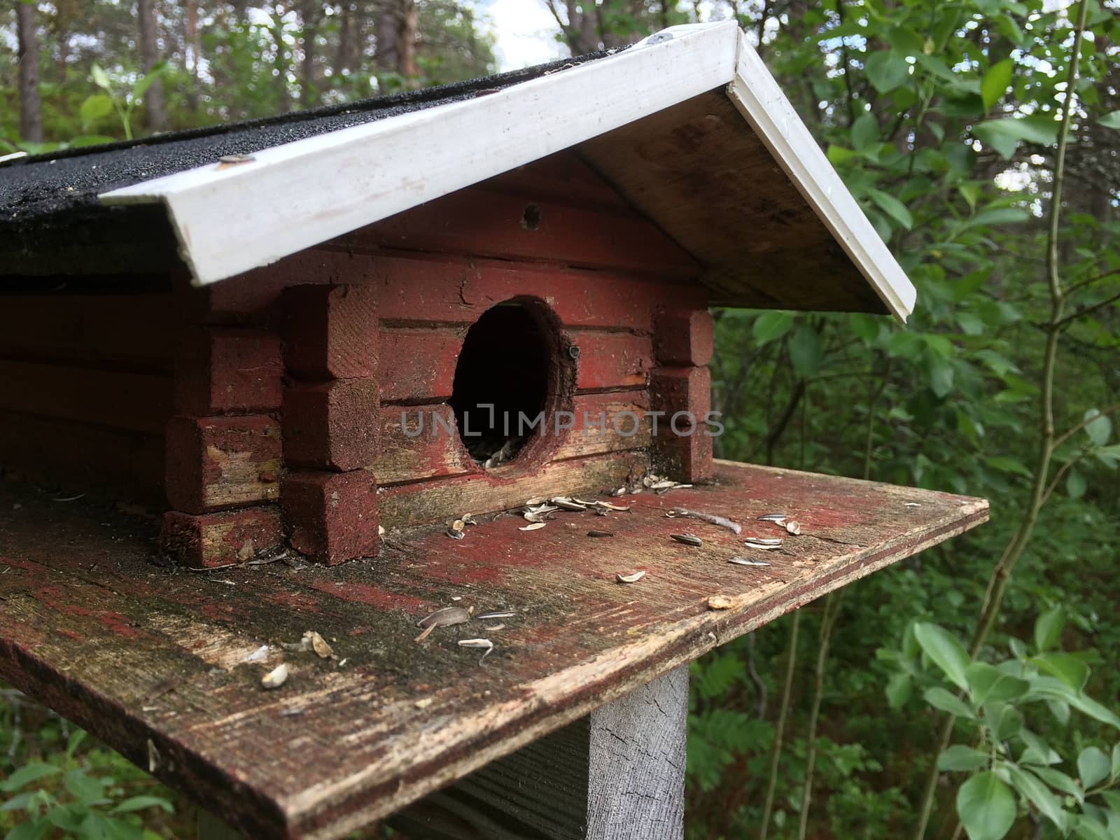 birdhouse in the forest