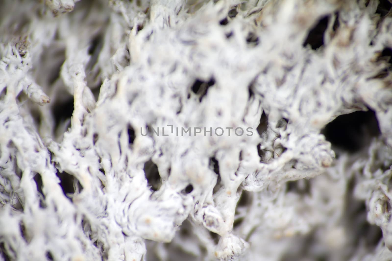 Arctic prairie plants - backgrounds of polar bald mountain macro shooting. summer