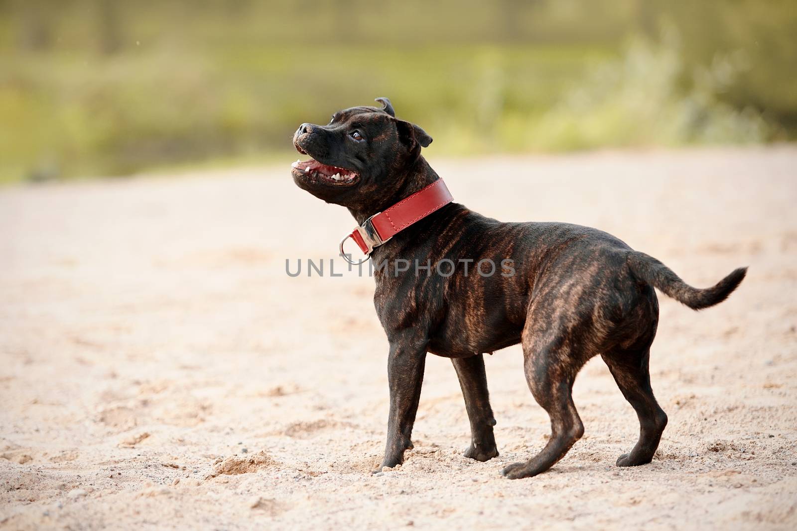 Staffordshire bull terrier. Bull terrier in a red collar. Active dog. Doggie on walk.
