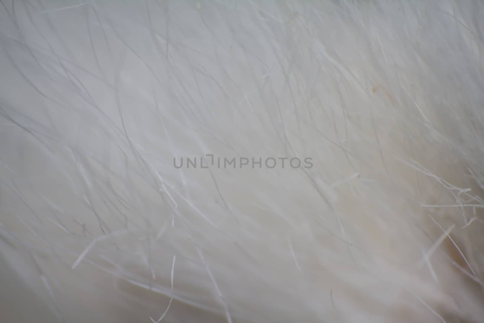 Arctic prairie plants - backgrounds of polar bald mountain macro shooting. summer