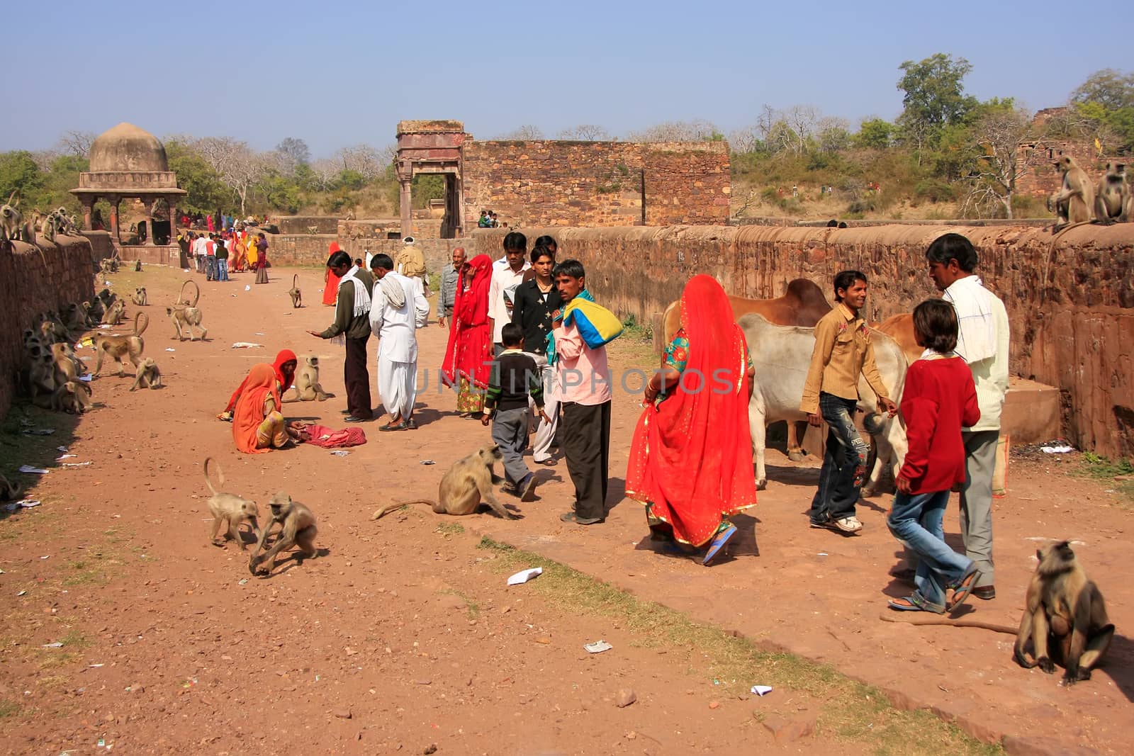 Local people walking around Ranthambore Fort amongst gray langur by donya_nedomam