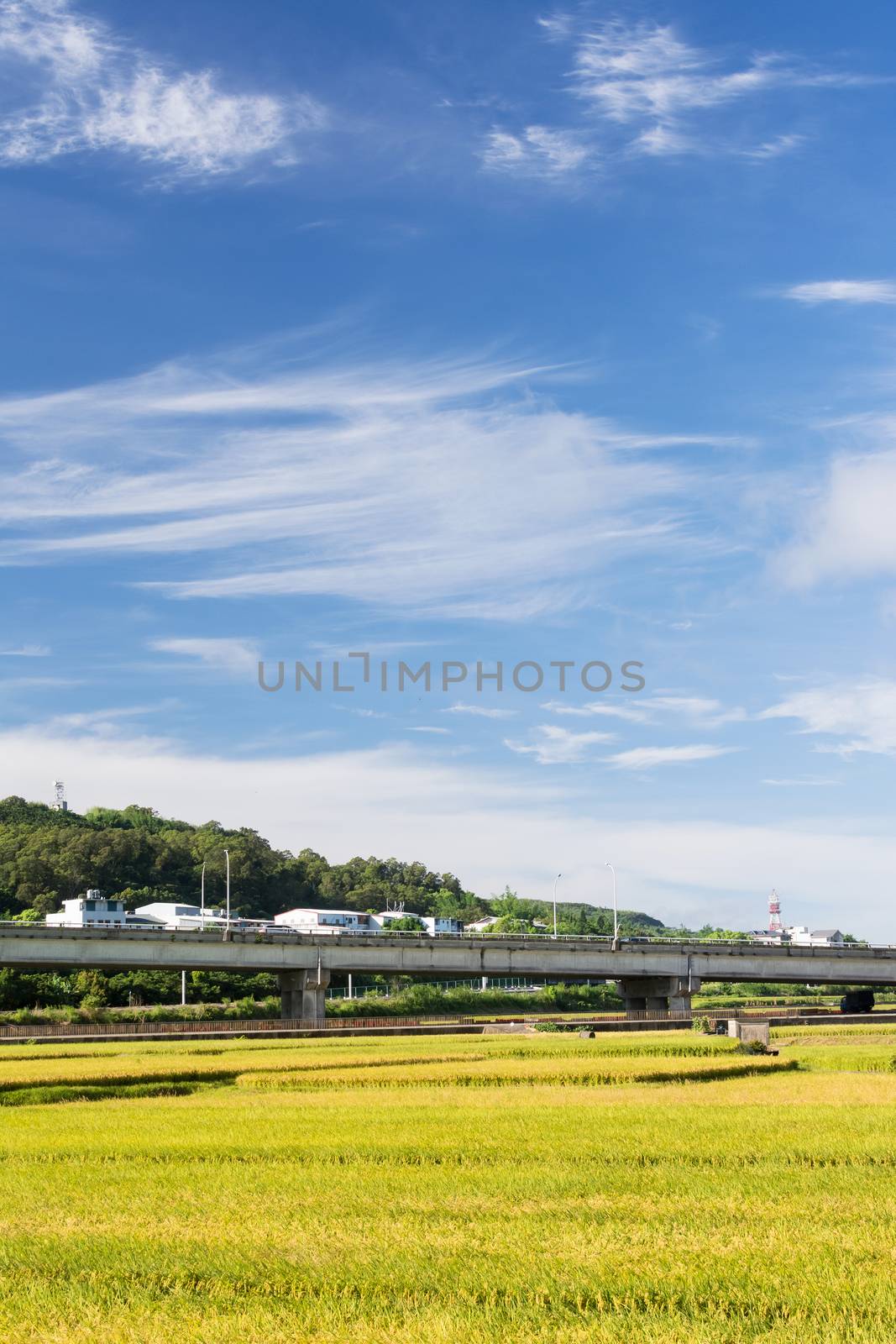 Landscape of paddy farm under blue sky in Hualien, Taiwan, Asia.