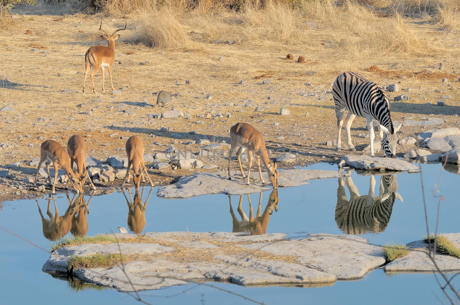 Impalas and zebra in the Etosha National Park
