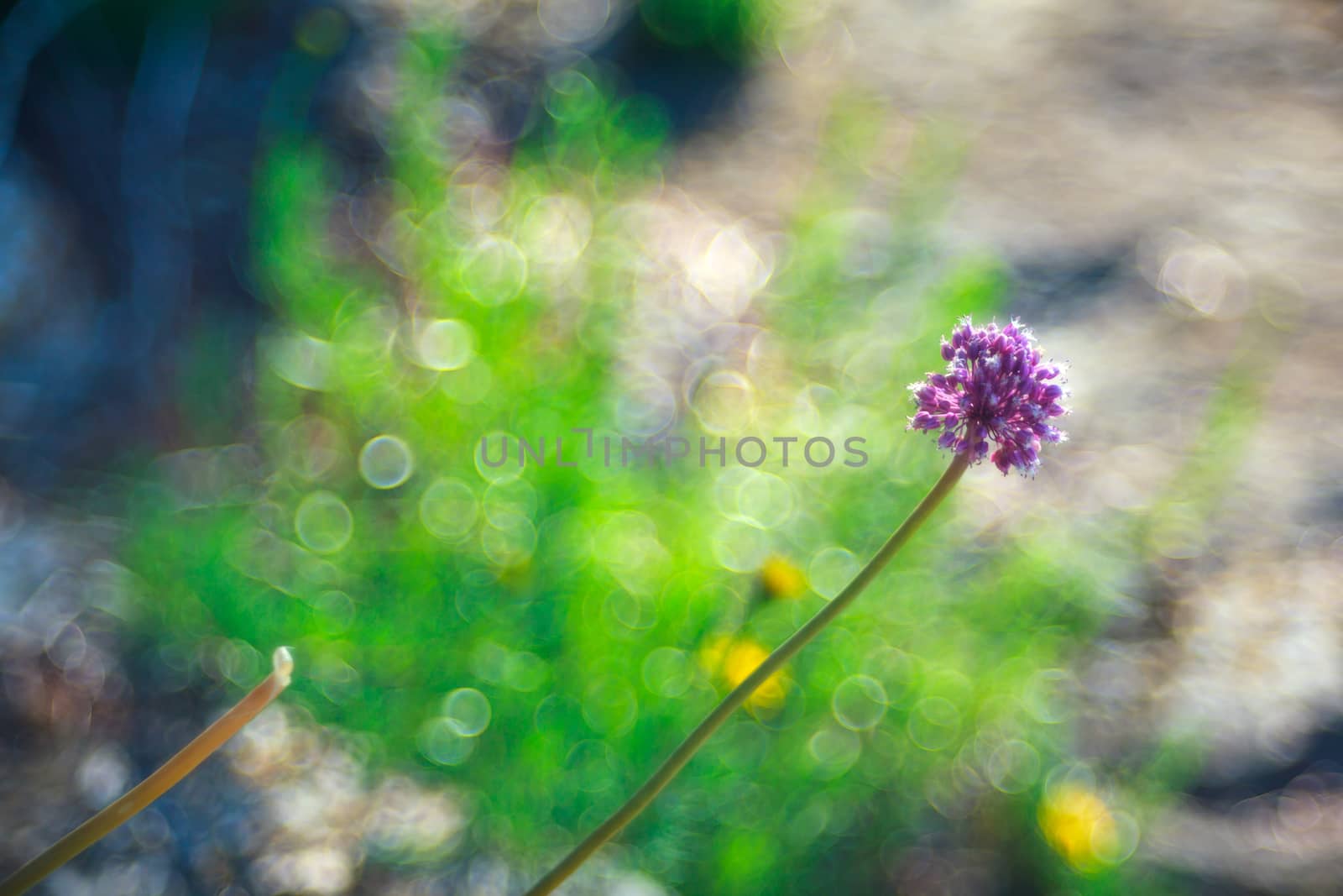 Close up of delicious Alium cepa flower