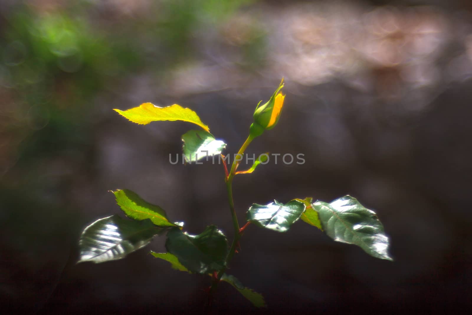 Close up of yellow rose bud