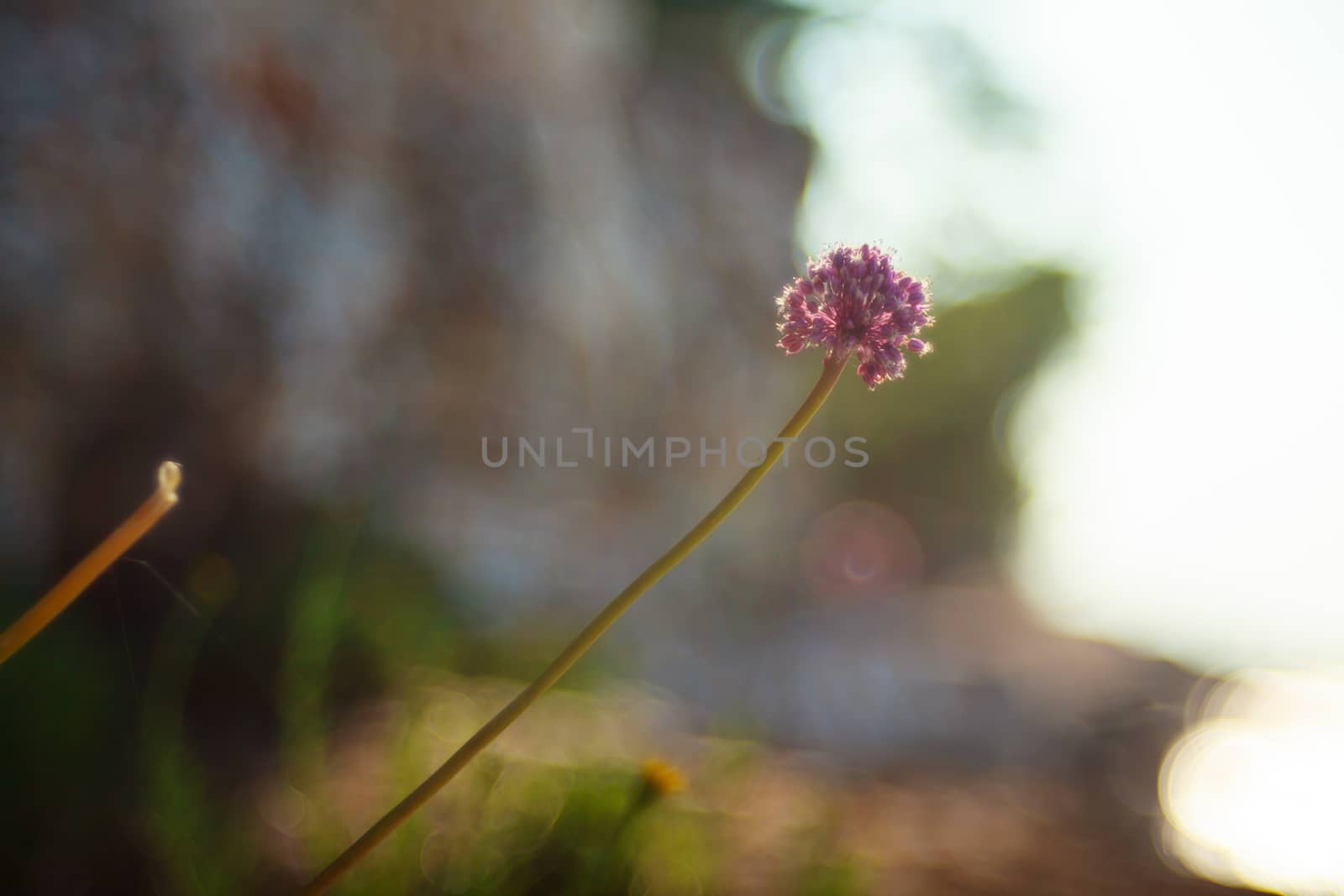 Close up of delicious Alium cepa flower