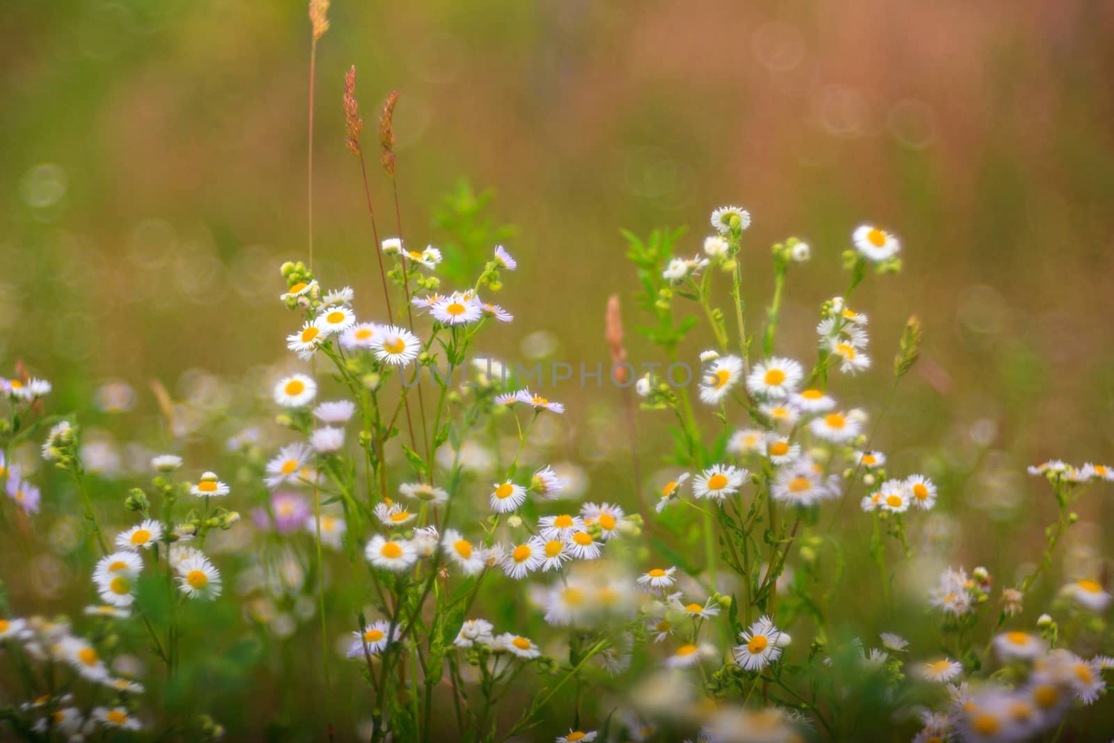 View of white daisies in the countryside