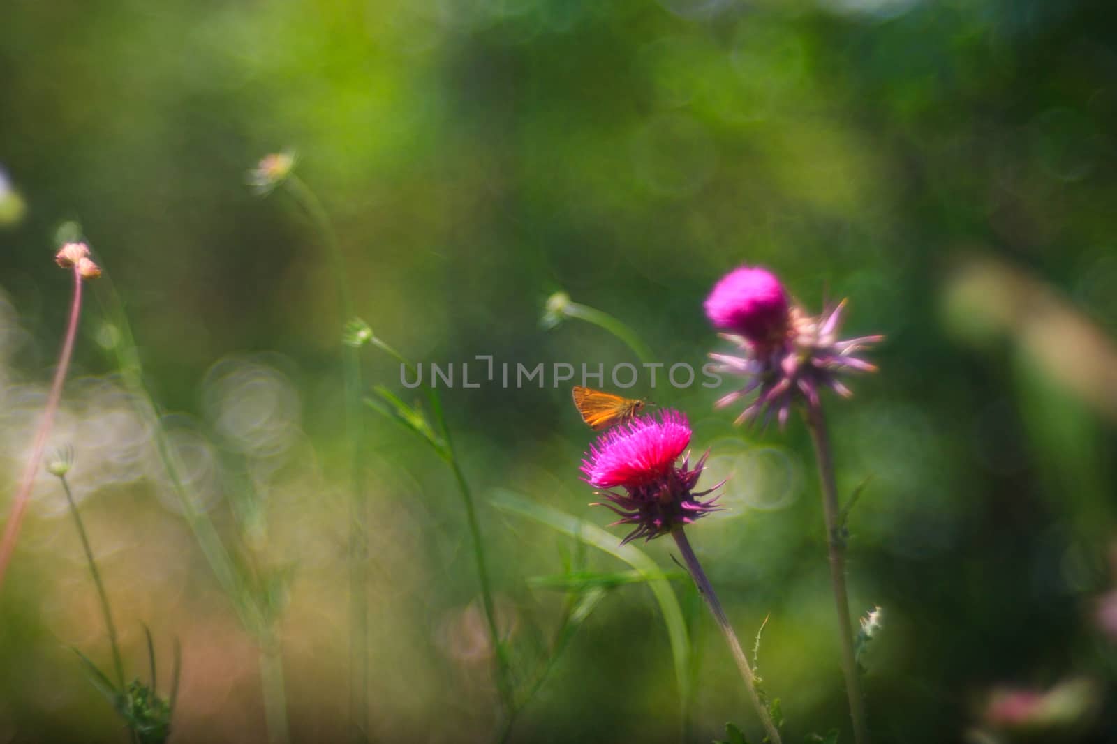 View of butterfly on Carduus flowers